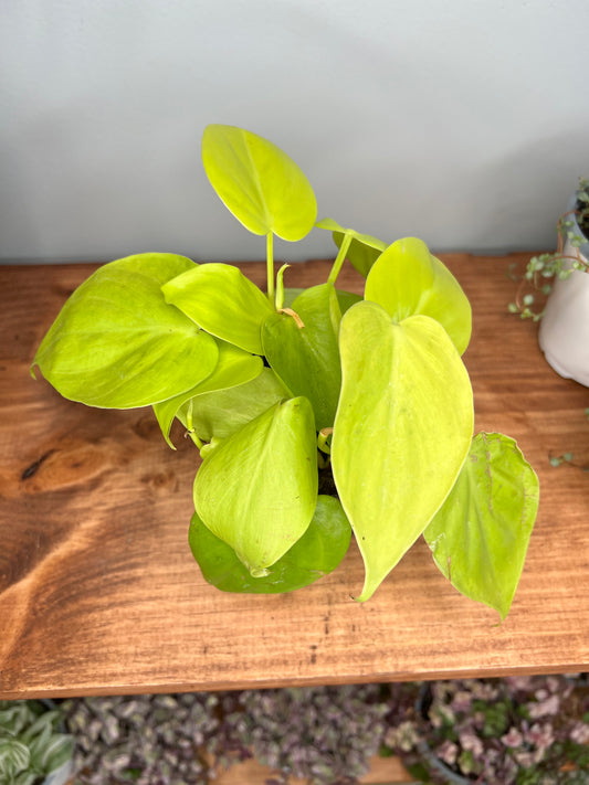 Philodendron- heart leaf neon
