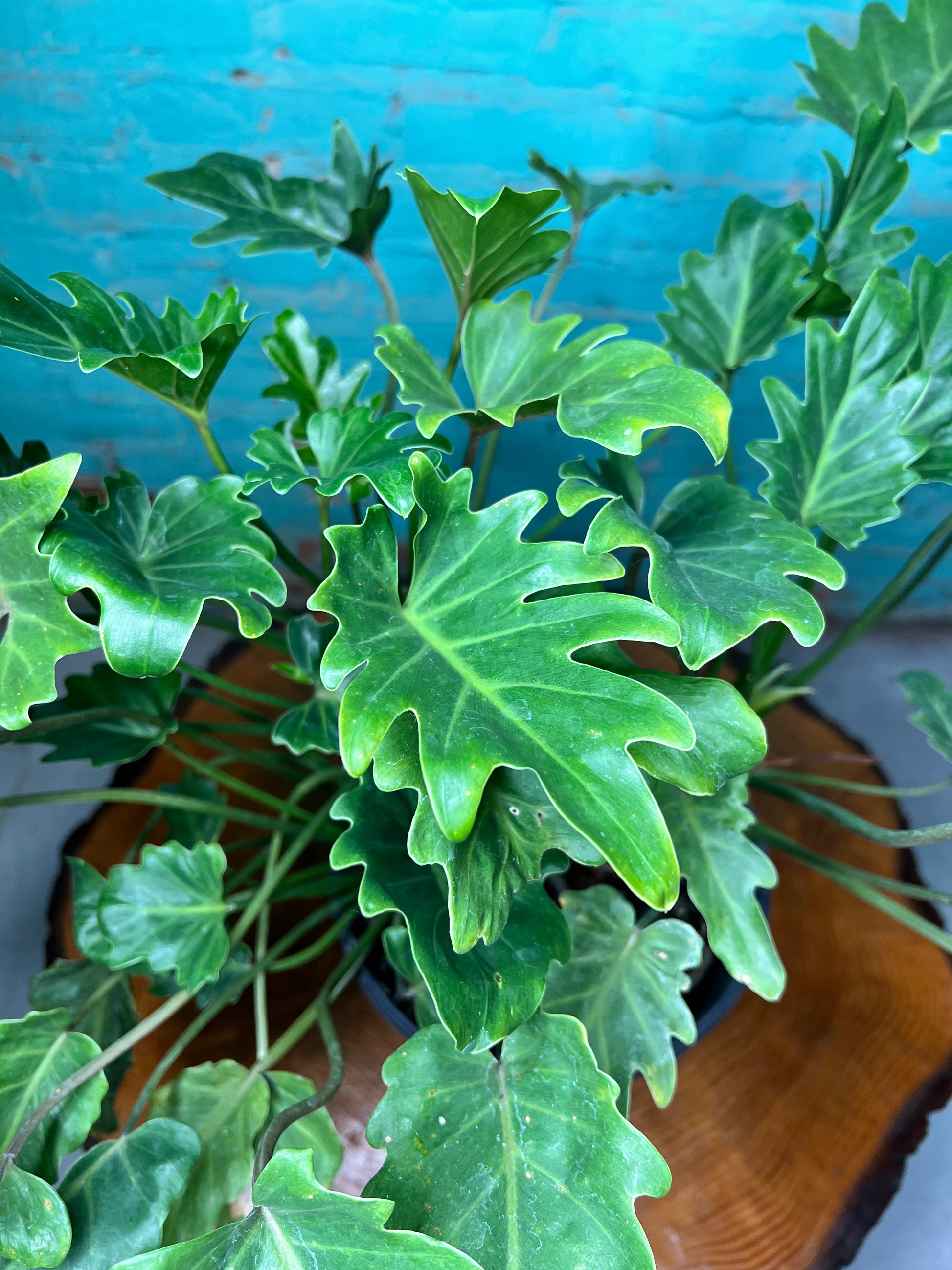 Philodendron Xanadu 10” with glossy green, deeply lobed leaves in a vibrant indoor setting.