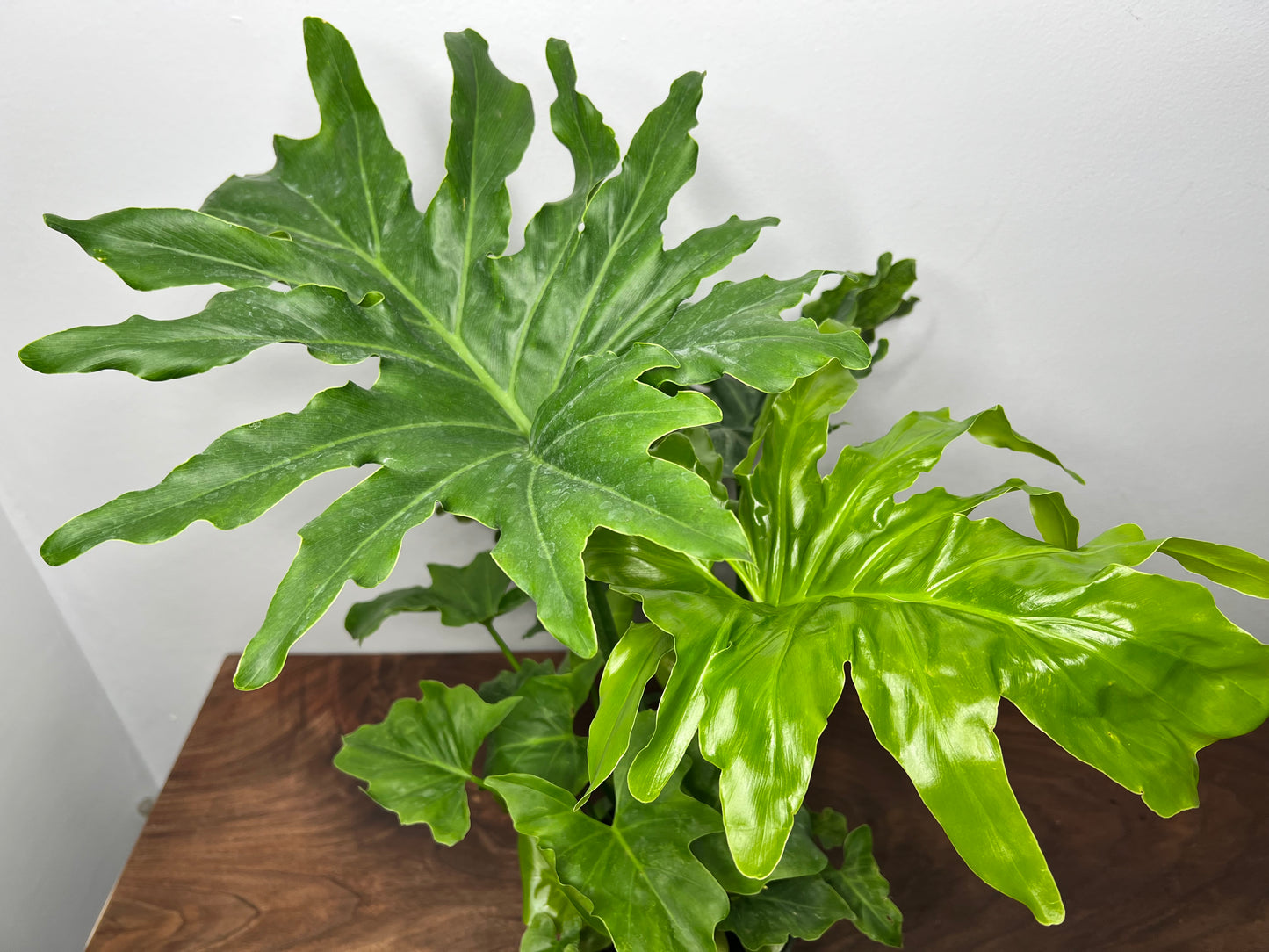 Philodendron Selloum (Hope) 6”