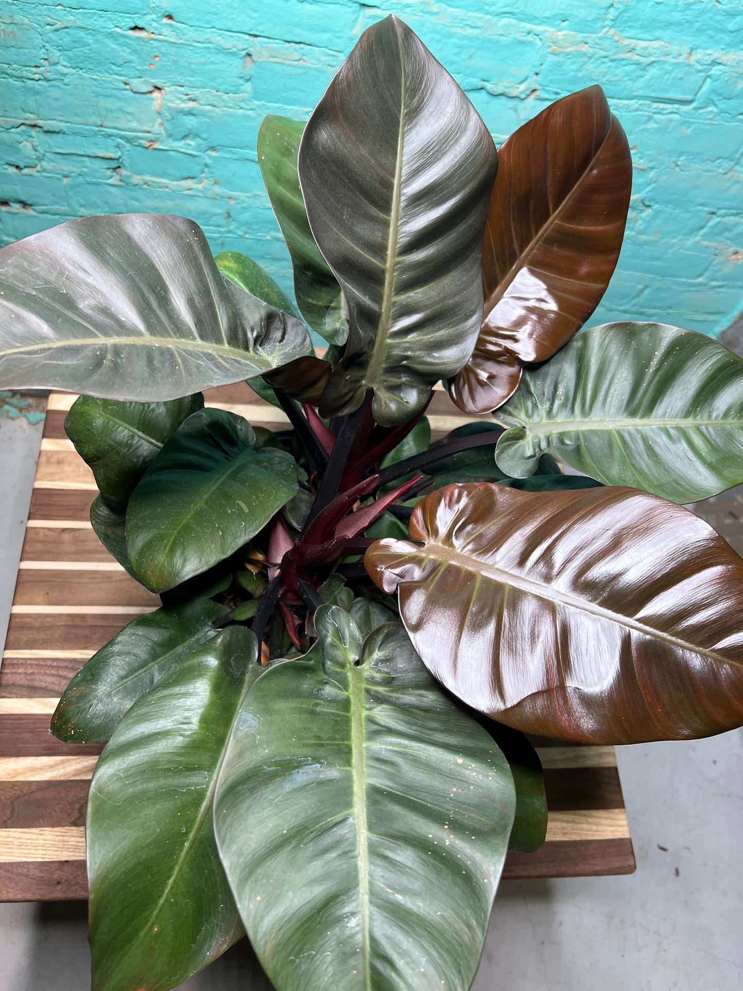 Philodendron Black Cardinal 10”