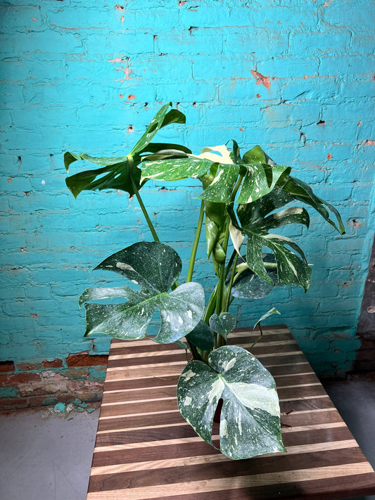 Thai Constellation 6” (Two plant)
