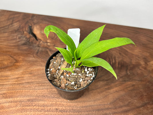 Anthurium Vittarifolium 4”