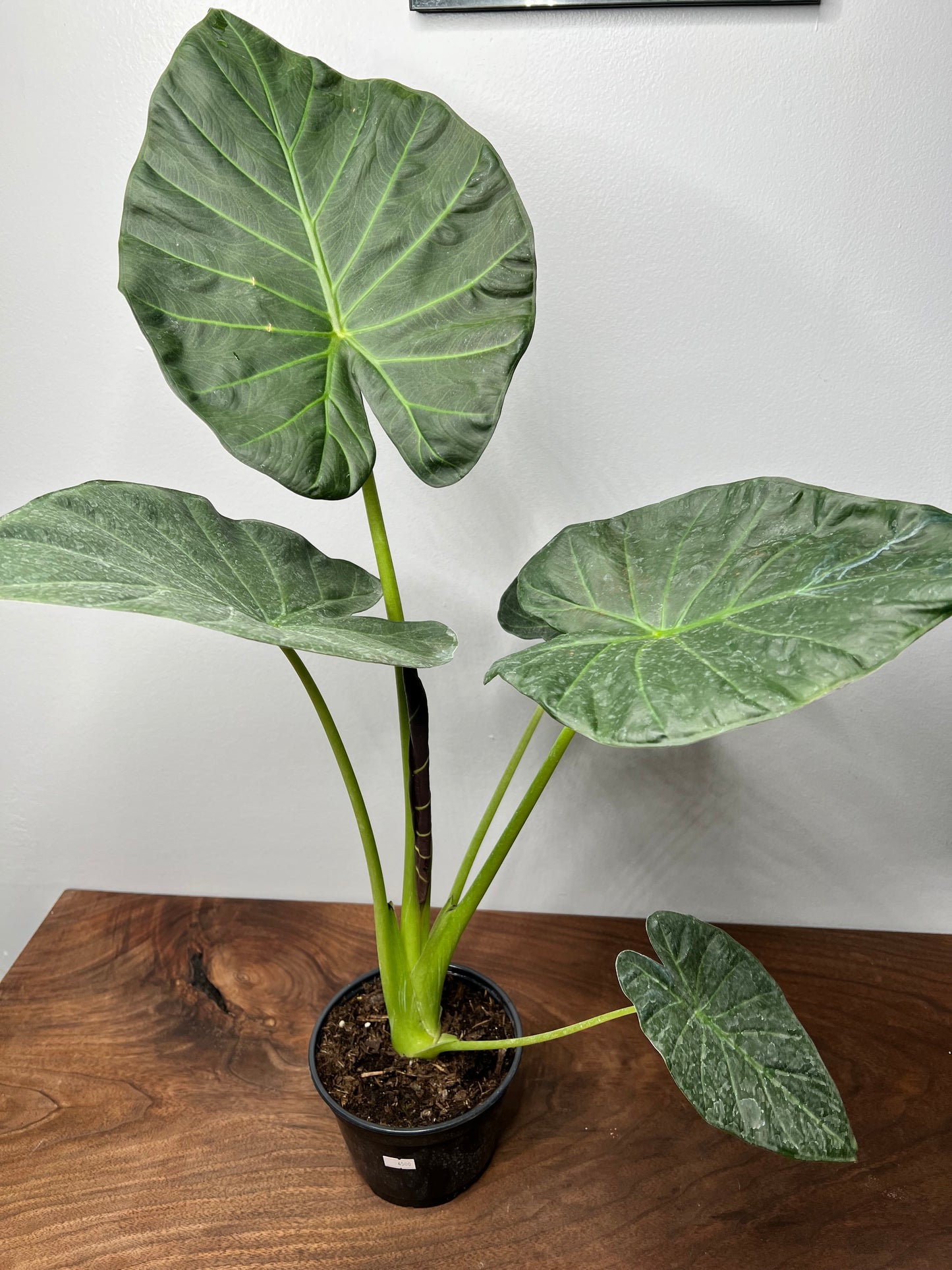 Alocasia Regal Shield 6”
