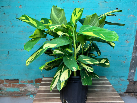 Ctenanthe Oppenheimiana- Never Never Plant 10”