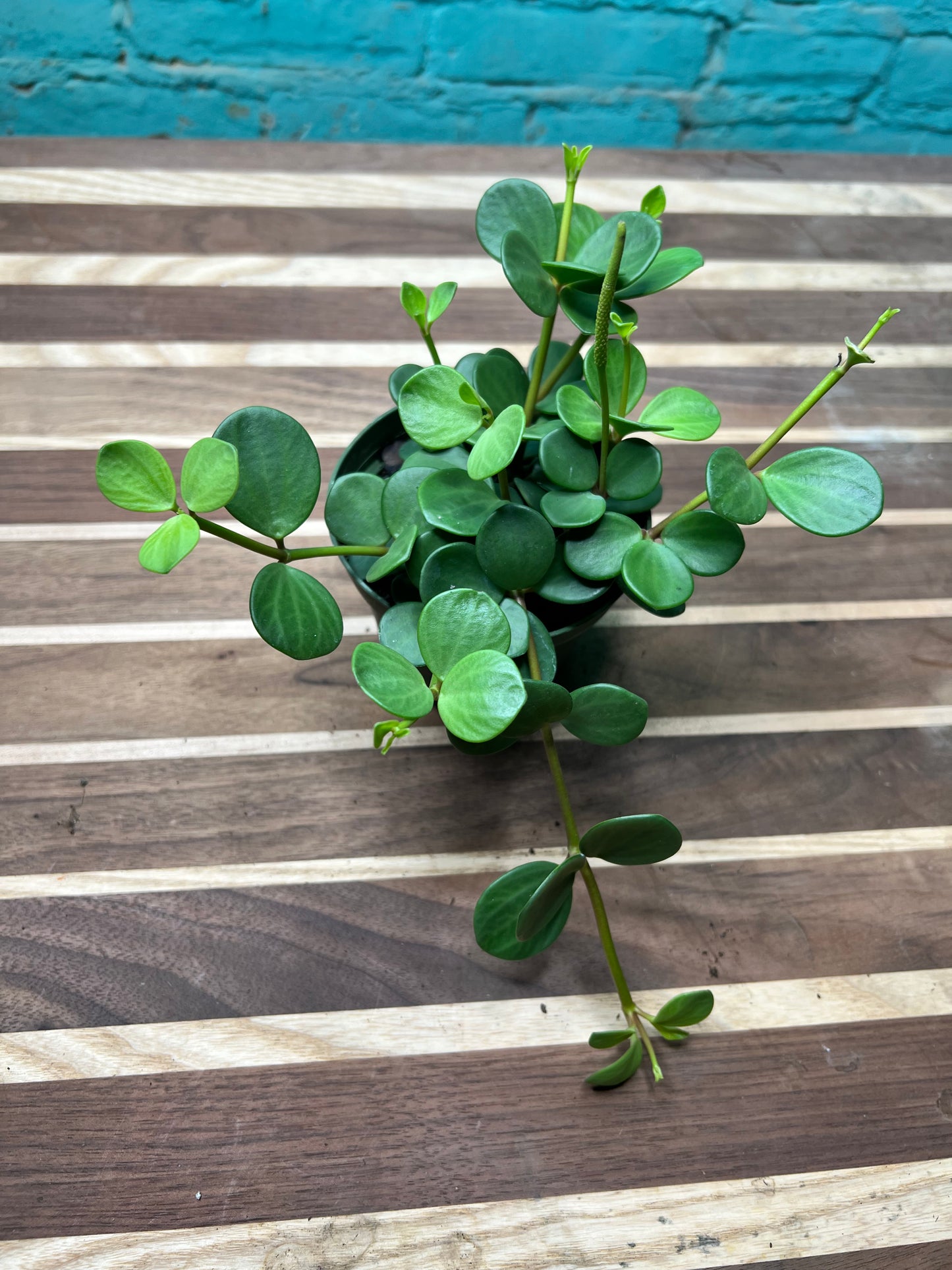 Peperomia Hope