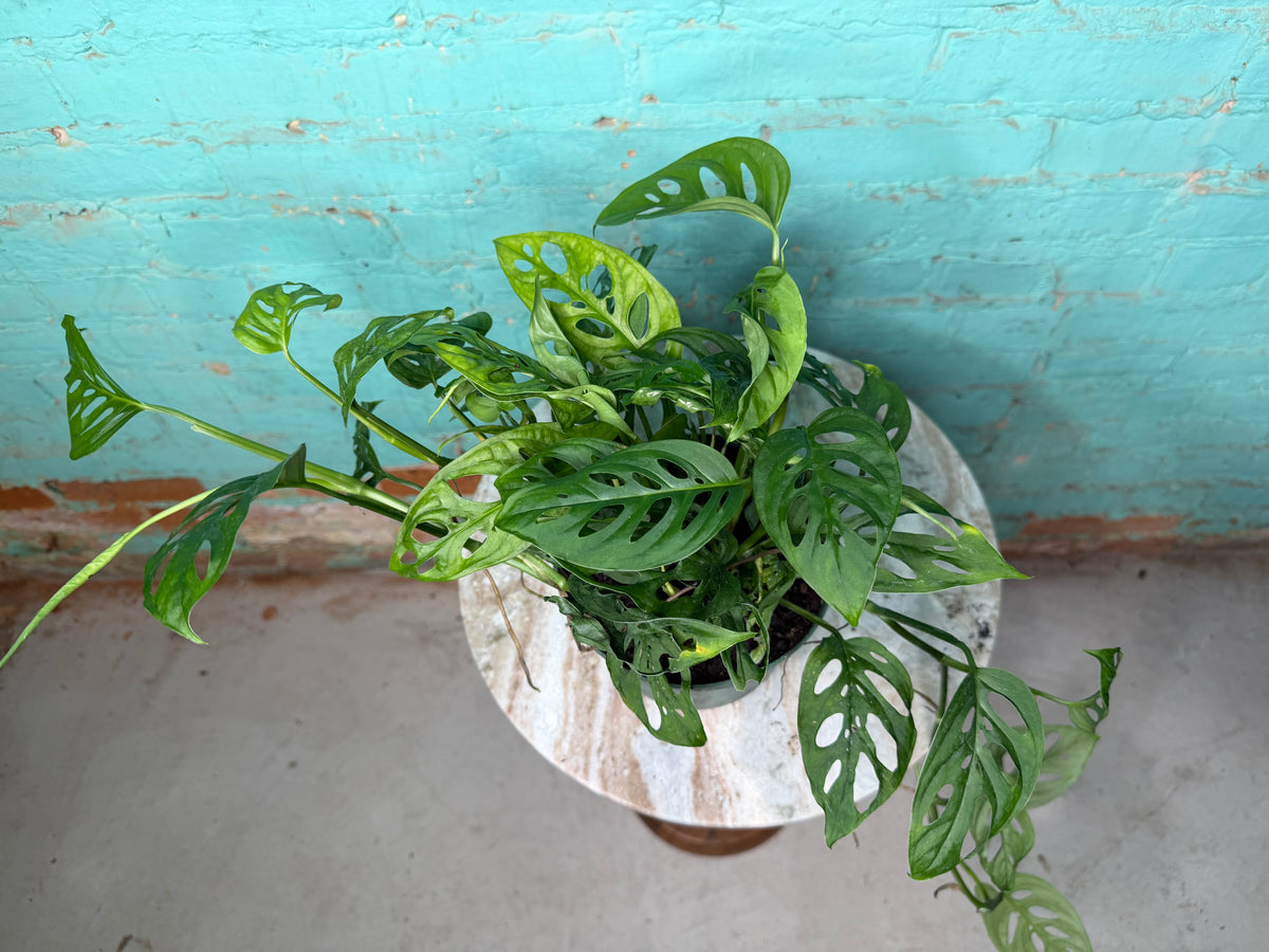 Monstera Adansonii ‘Swiss Cheese’ 6”
