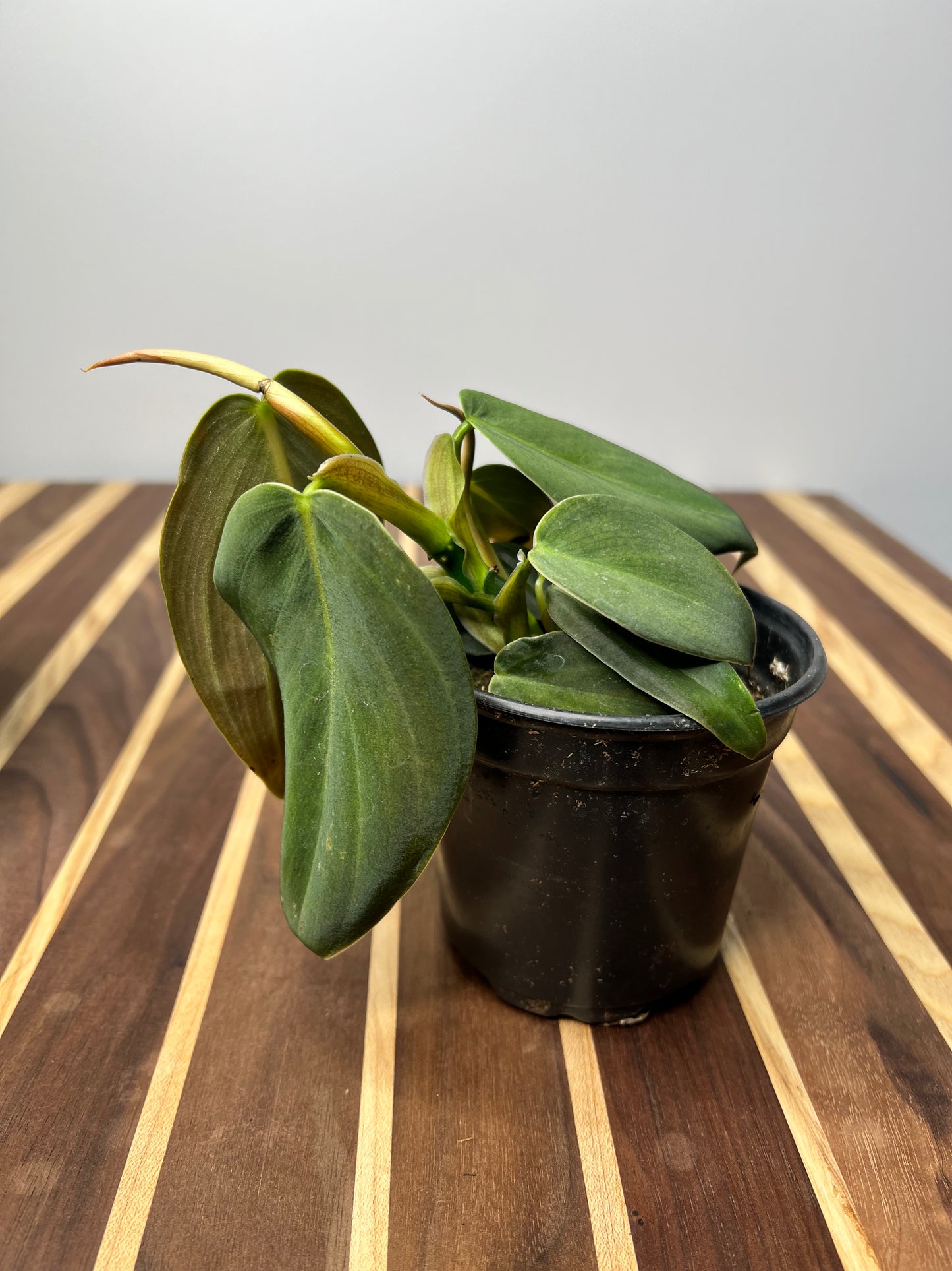 Philodendron Gigas