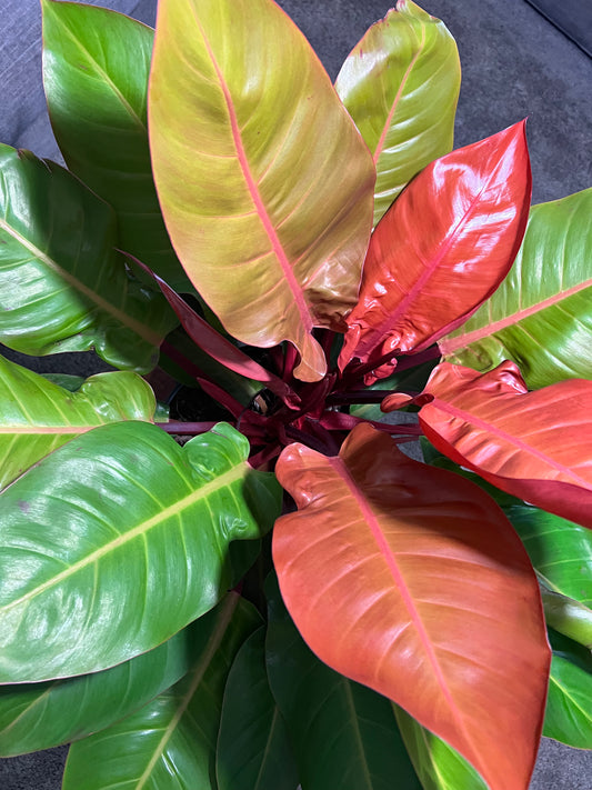 Prince of Orange (10 inch)