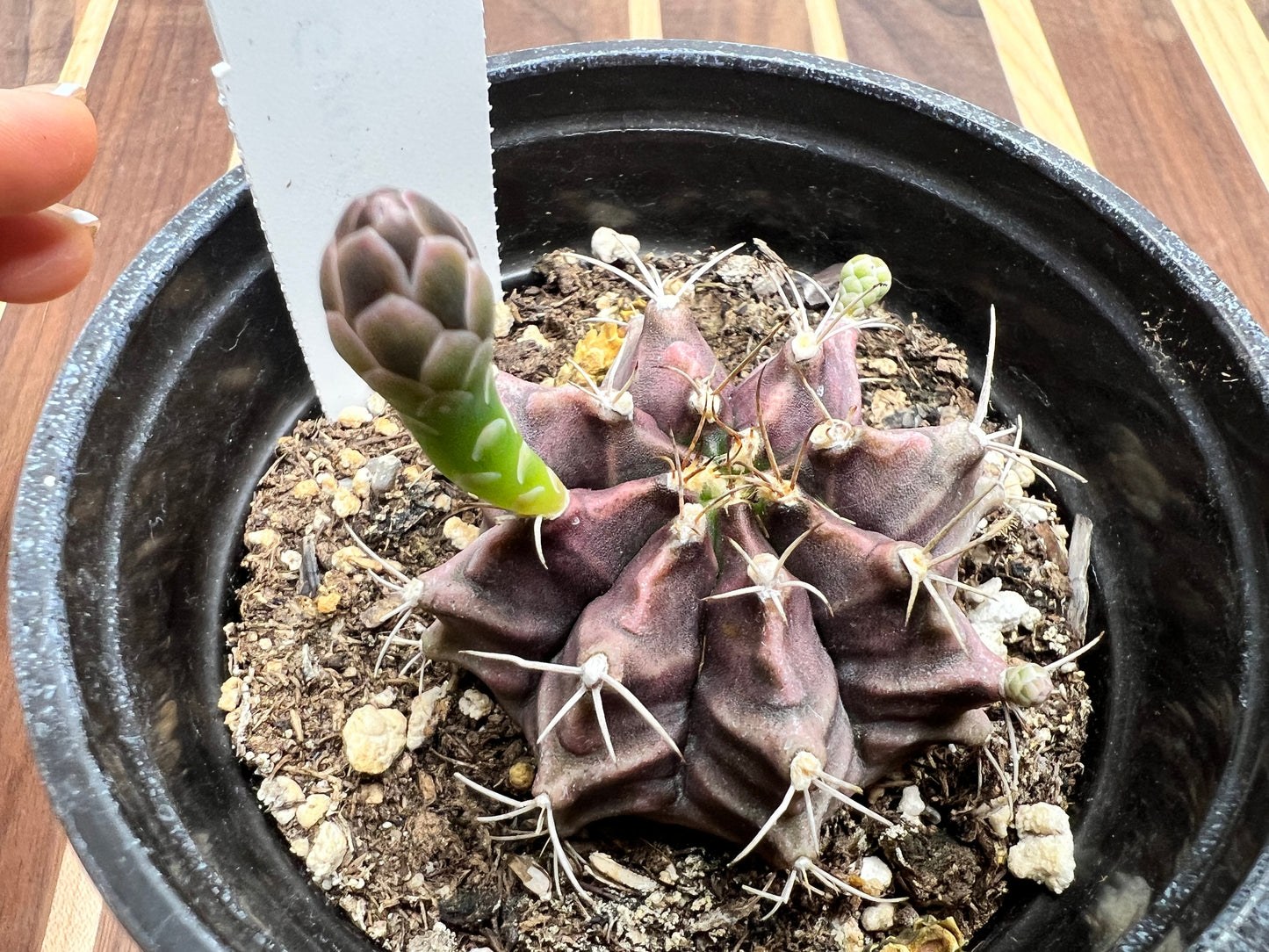 Gymnocalycium Mihanovichi Variegated Friedrich 8