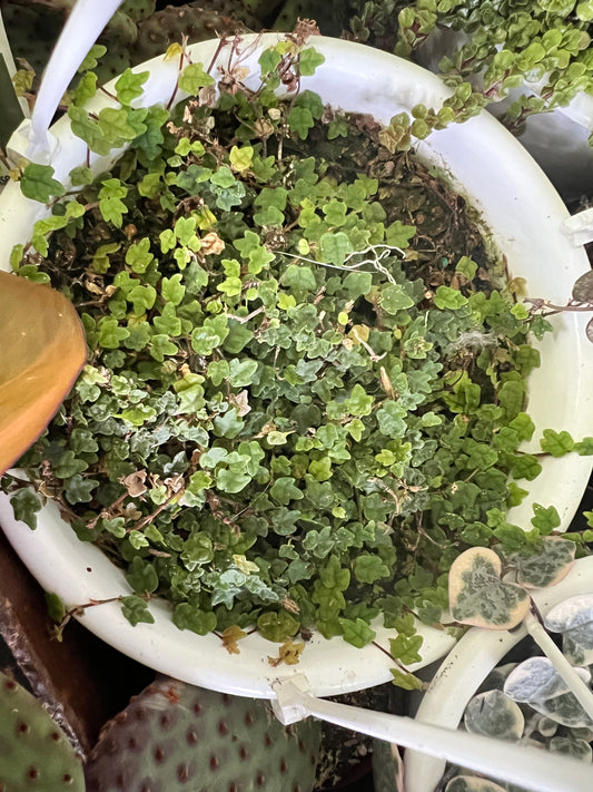 String of Frogs 6” basket (Oak Leaves)