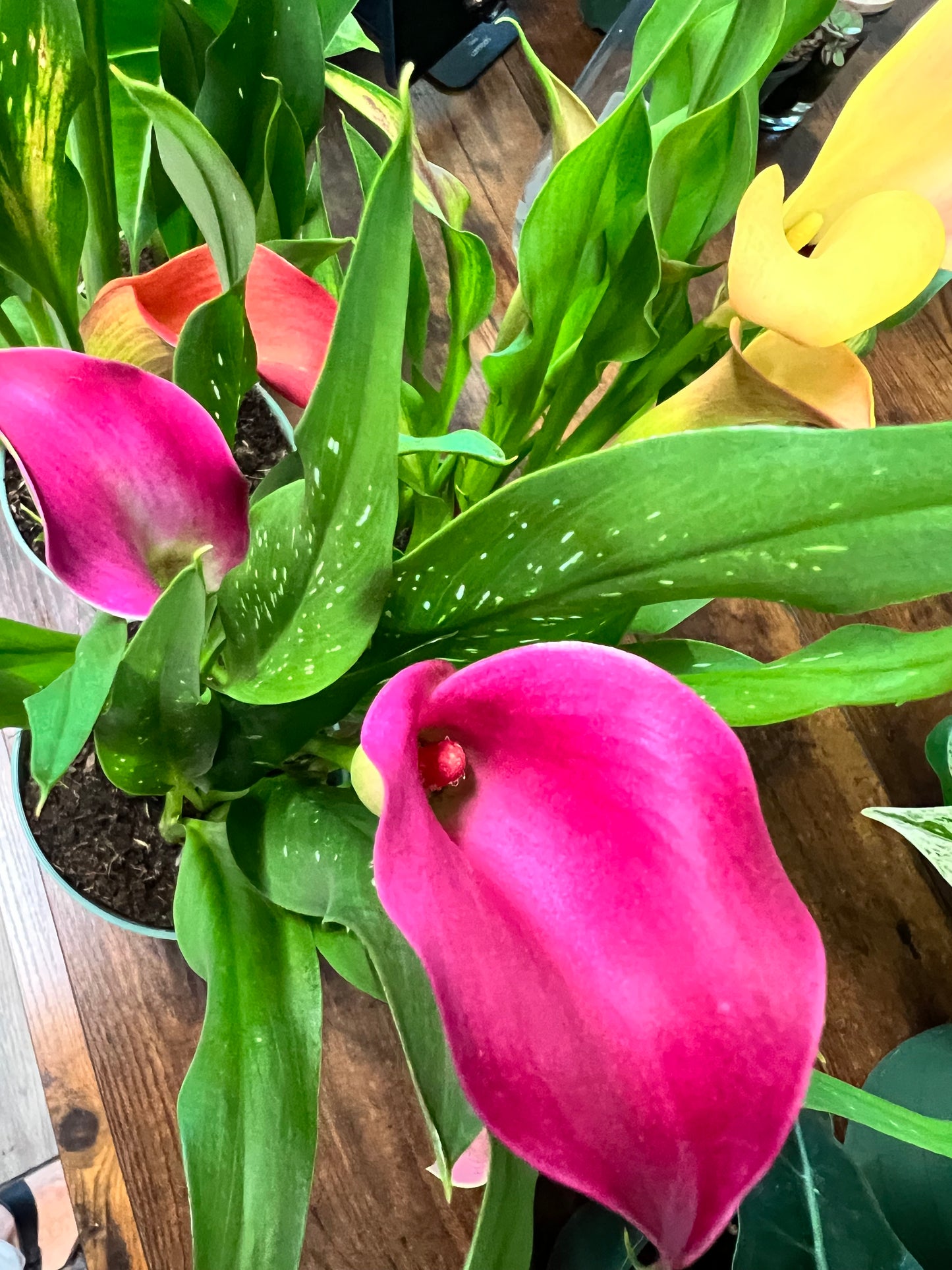 Calla Lily 4”