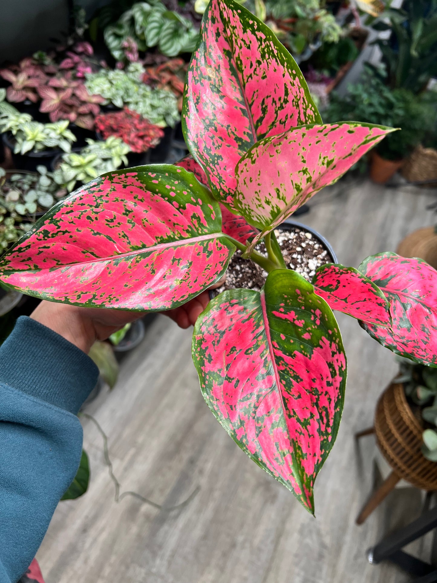 Aglaonema 4”