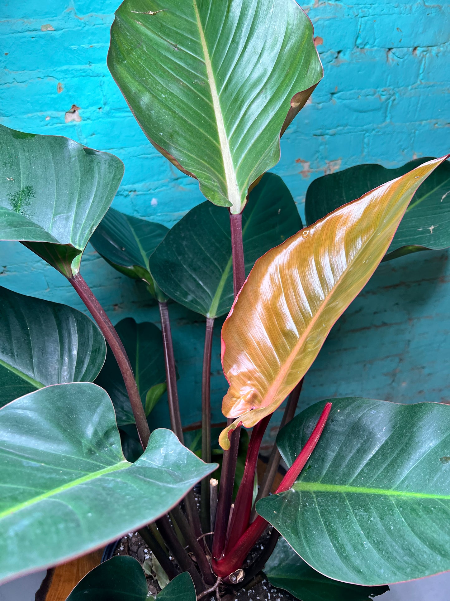 Philodendron Red Congo 10”