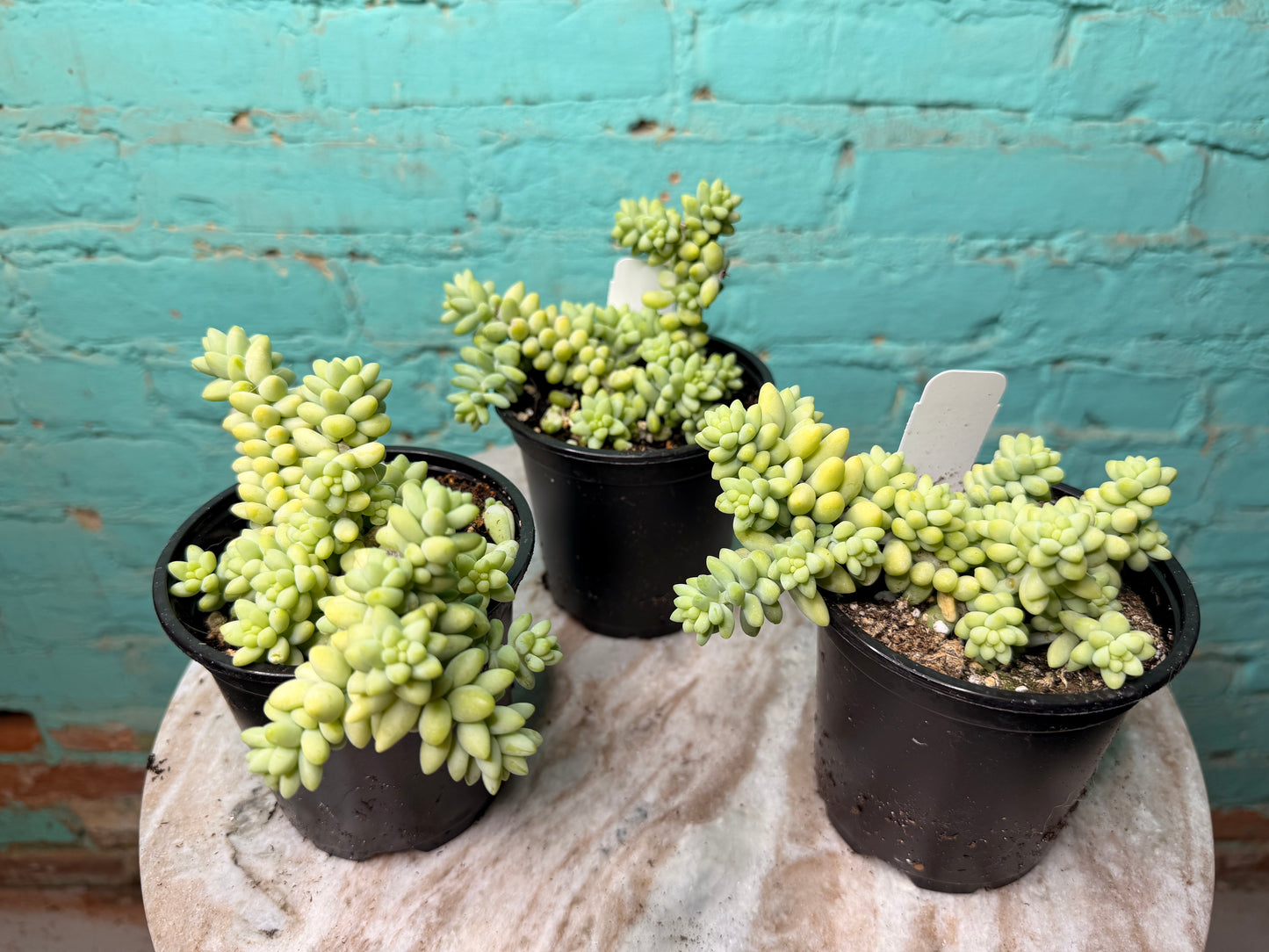Sedum ‘Morganianum’ -Donkey Tail 4”