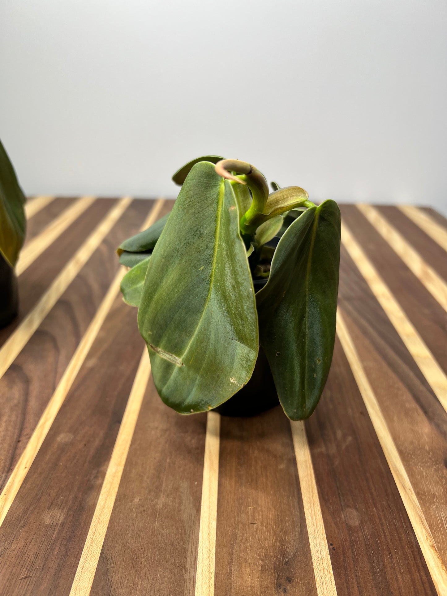 Philodendron Gigas