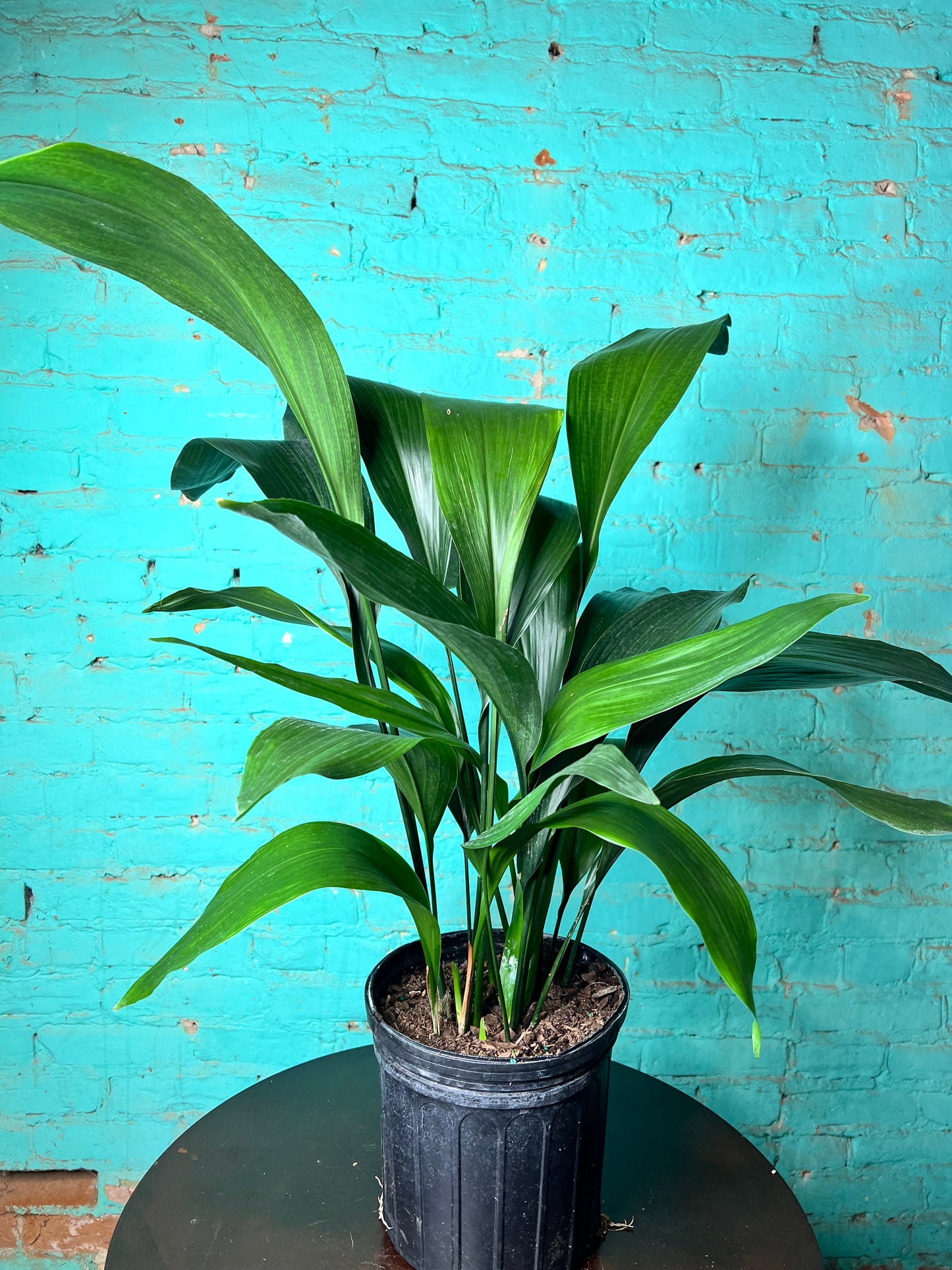 Cast Iron Plant 8”