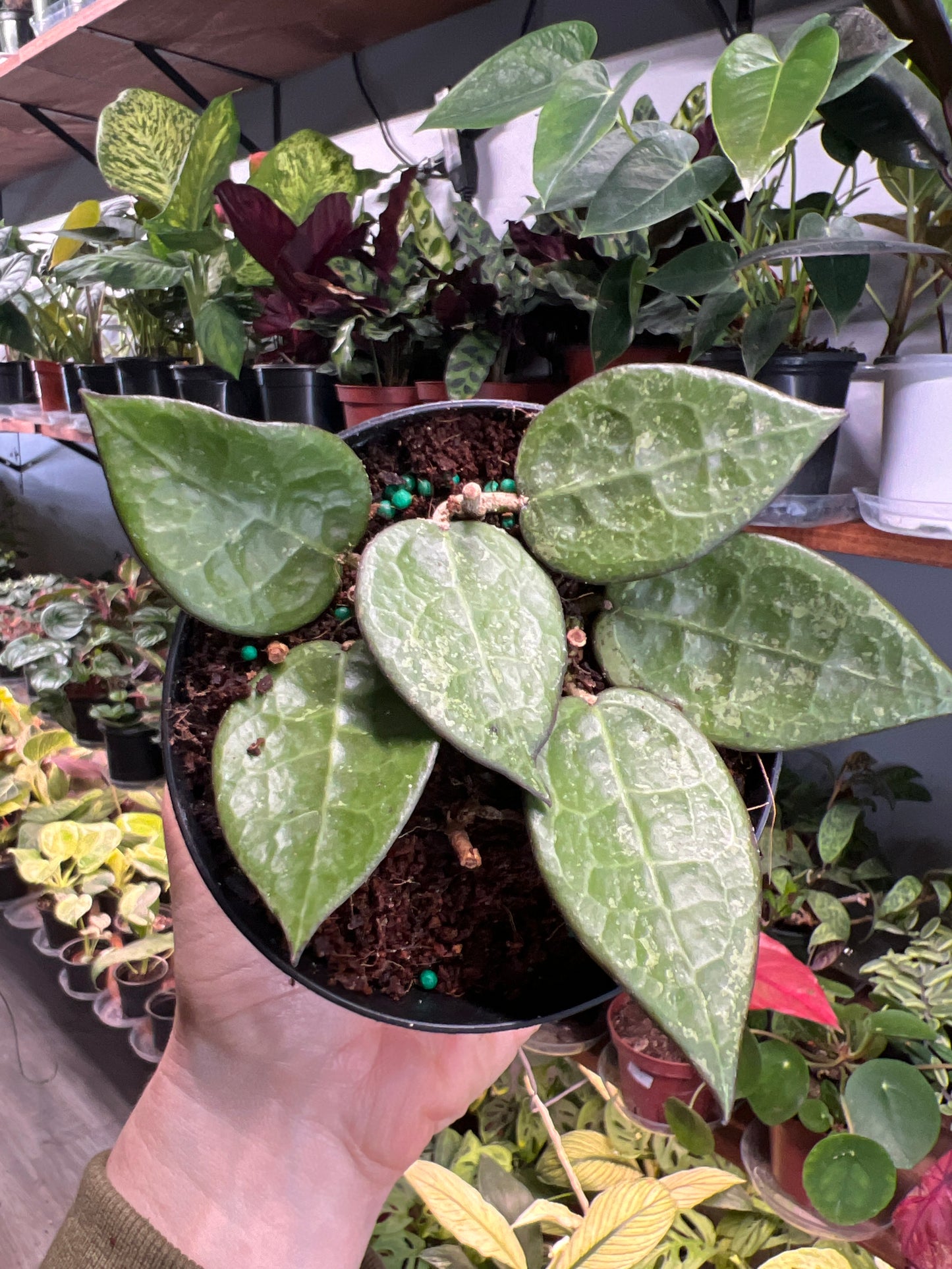 Hoya lacunosa