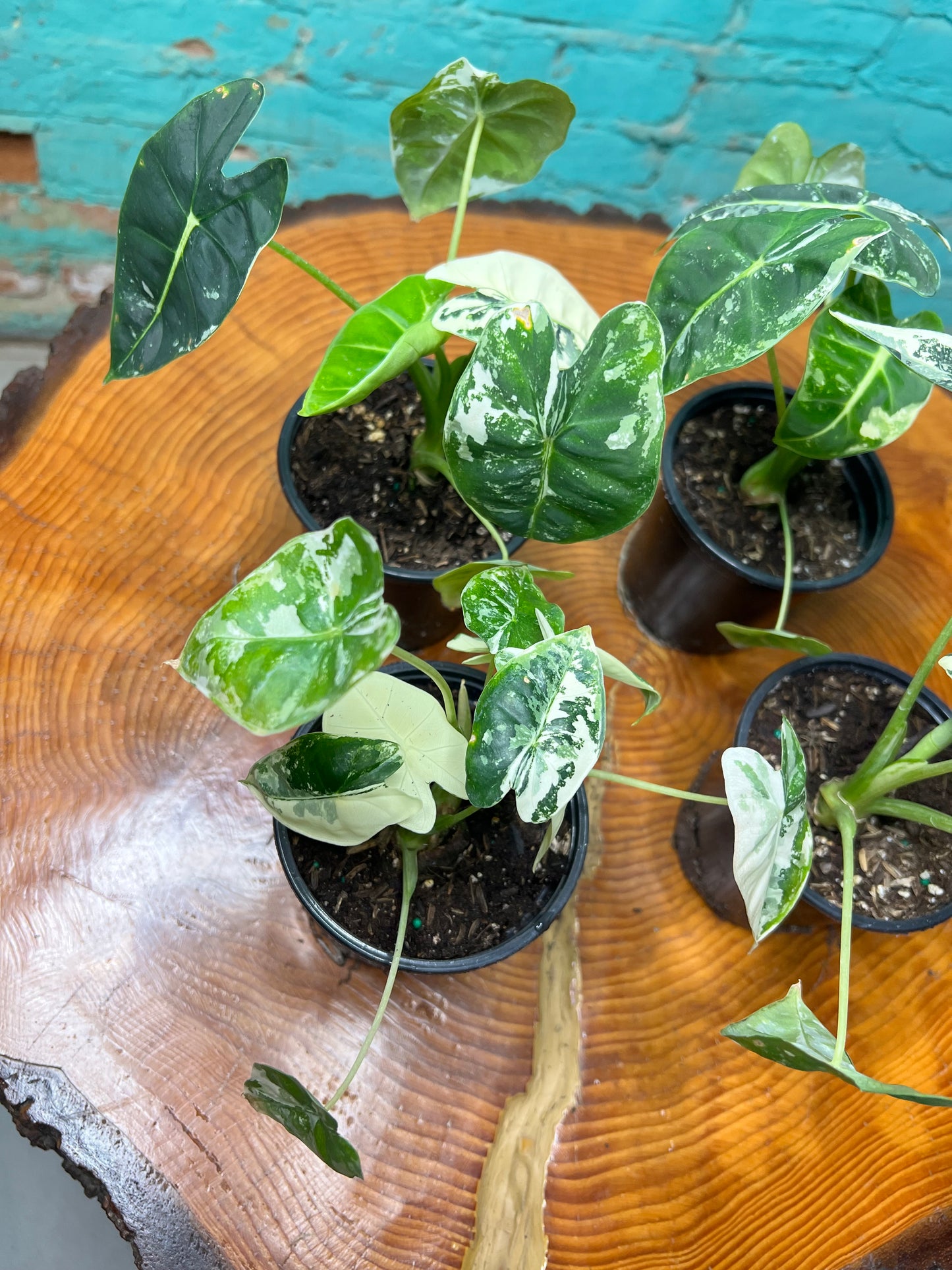 Alocasia Frydrek Variegated 4”