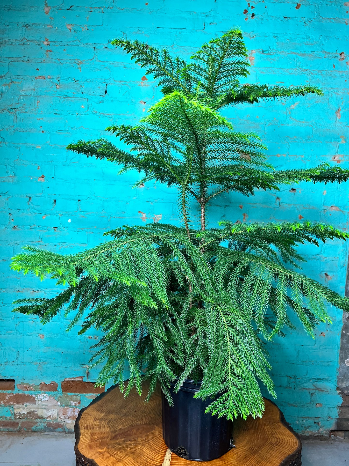 Norfolk Pine 10”