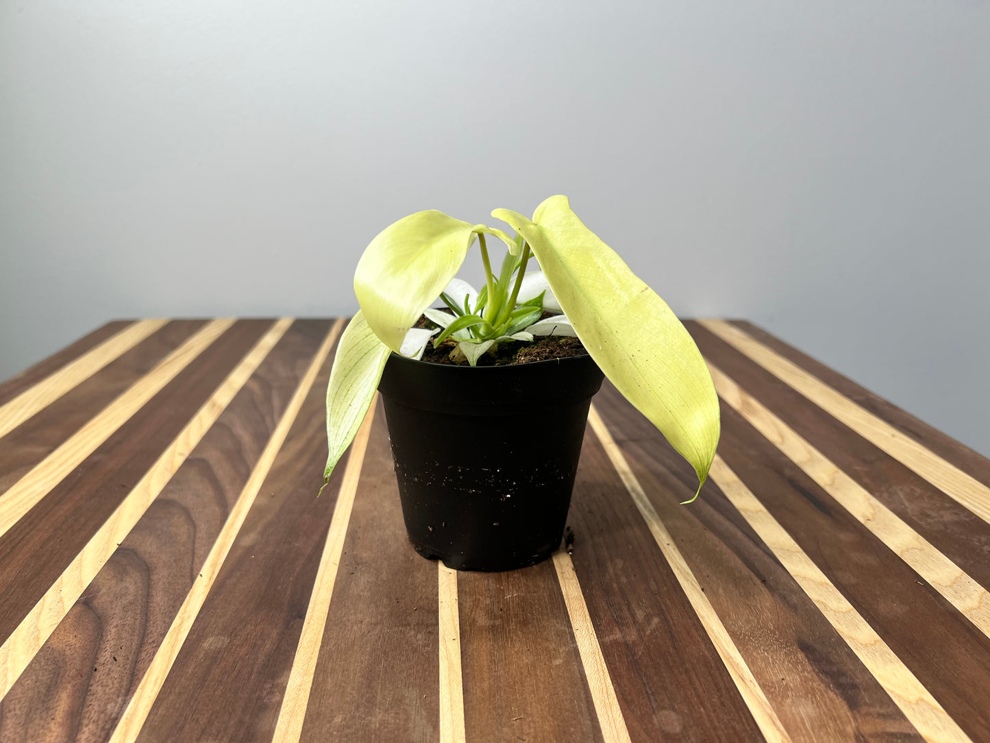 Philodendron- Florida Ghost 4”