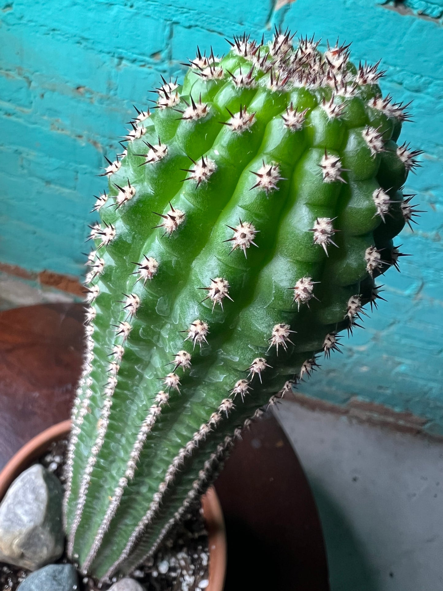 Corn Pod Cactus 6”