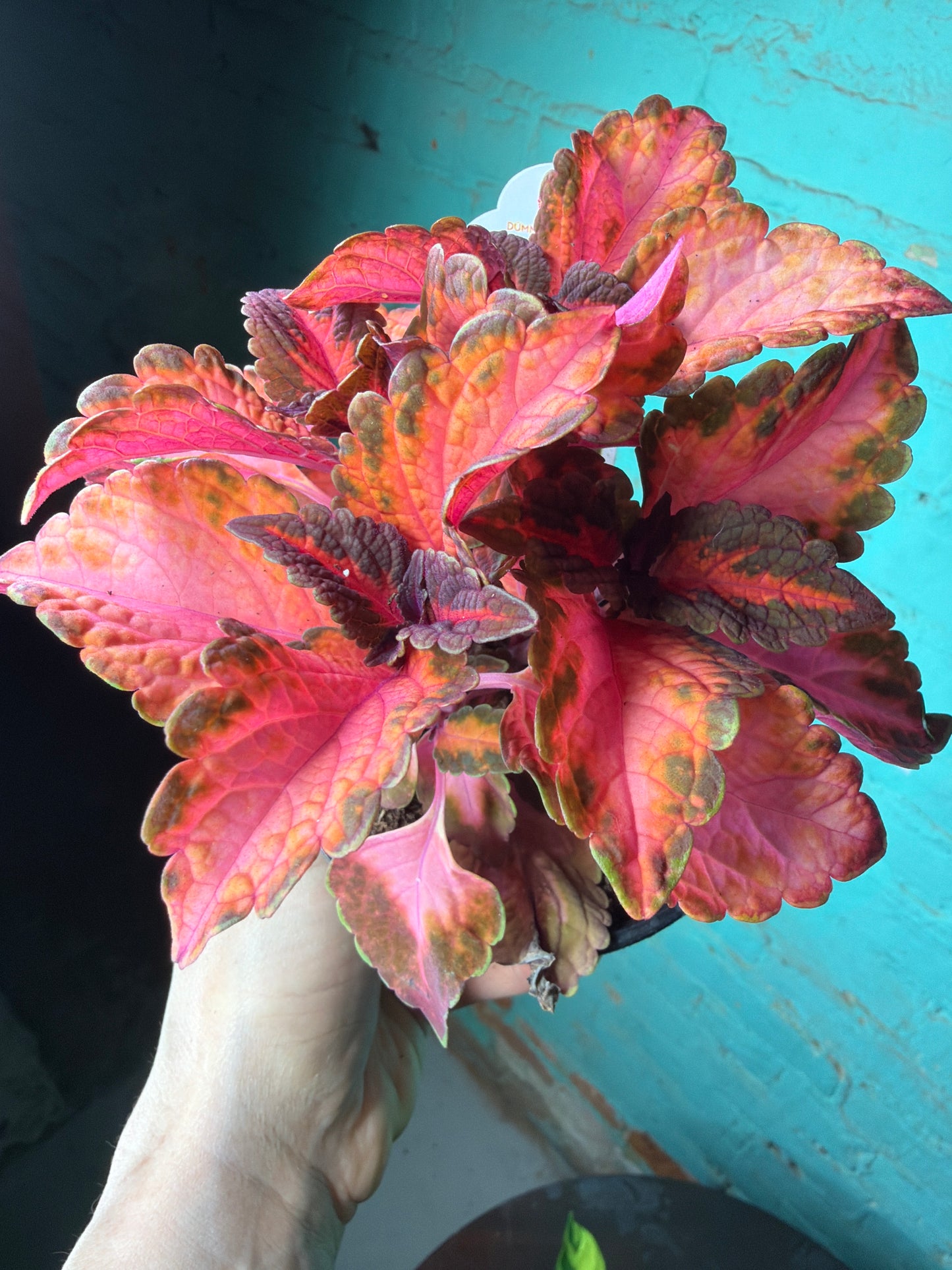 Coleus “Sunset Blvd” 4”