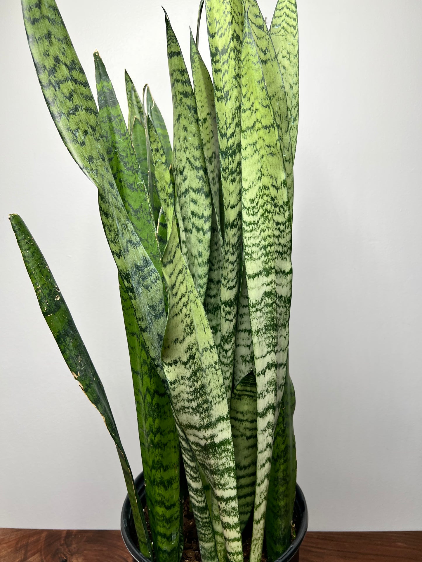 Snake plant 10”