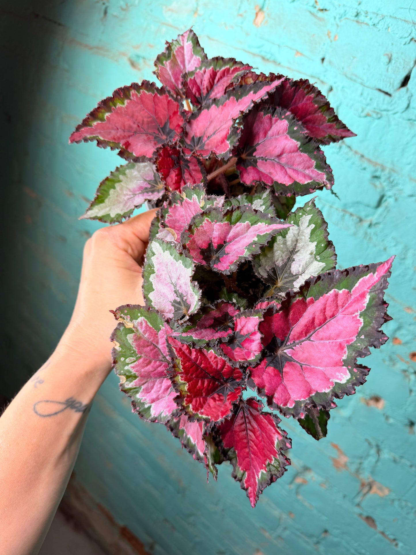 Begonia Rex 4”