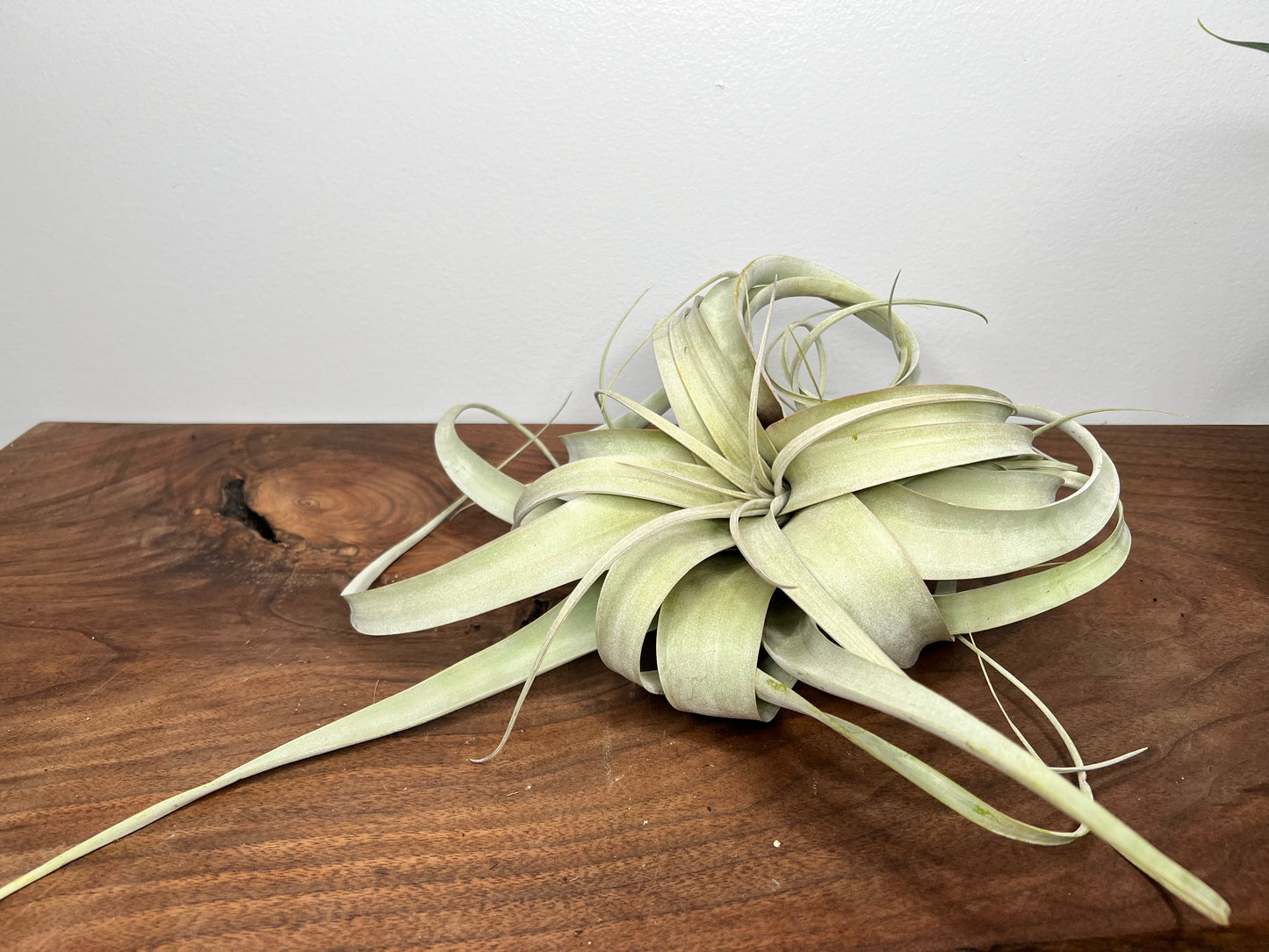 Giant Tillandsia Xerographica (air plant)