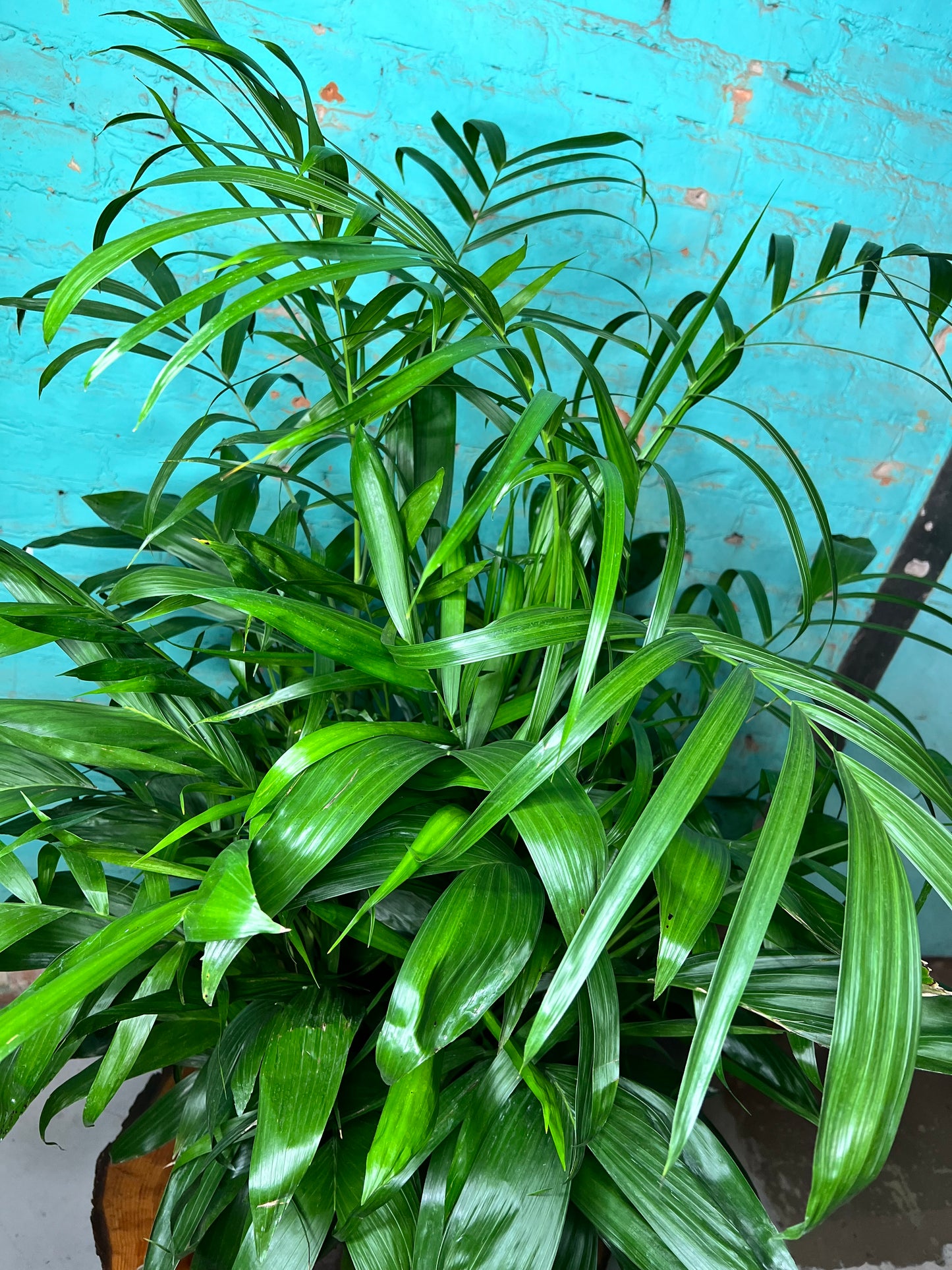 Bamboo Palm 12”