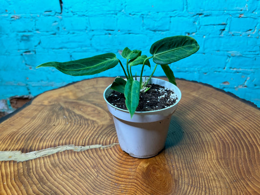 Anthurium Warocqueanun 4”