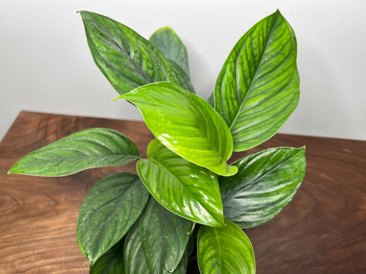 Monstera Pinnatipartita 6”