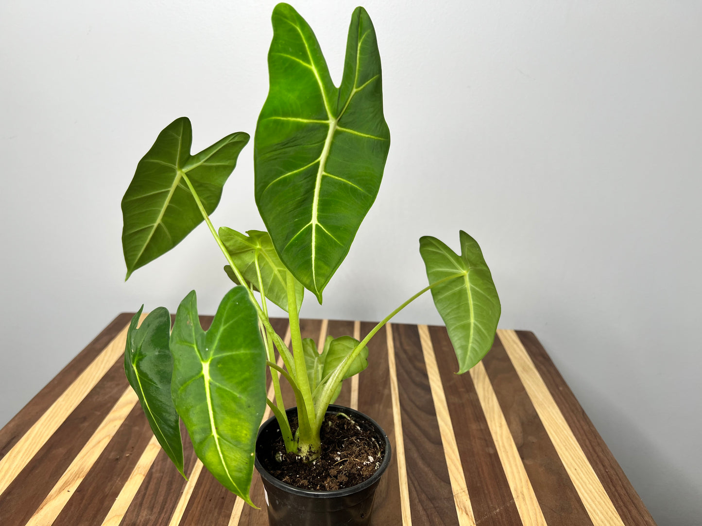 Alocasia Frydrek 4”