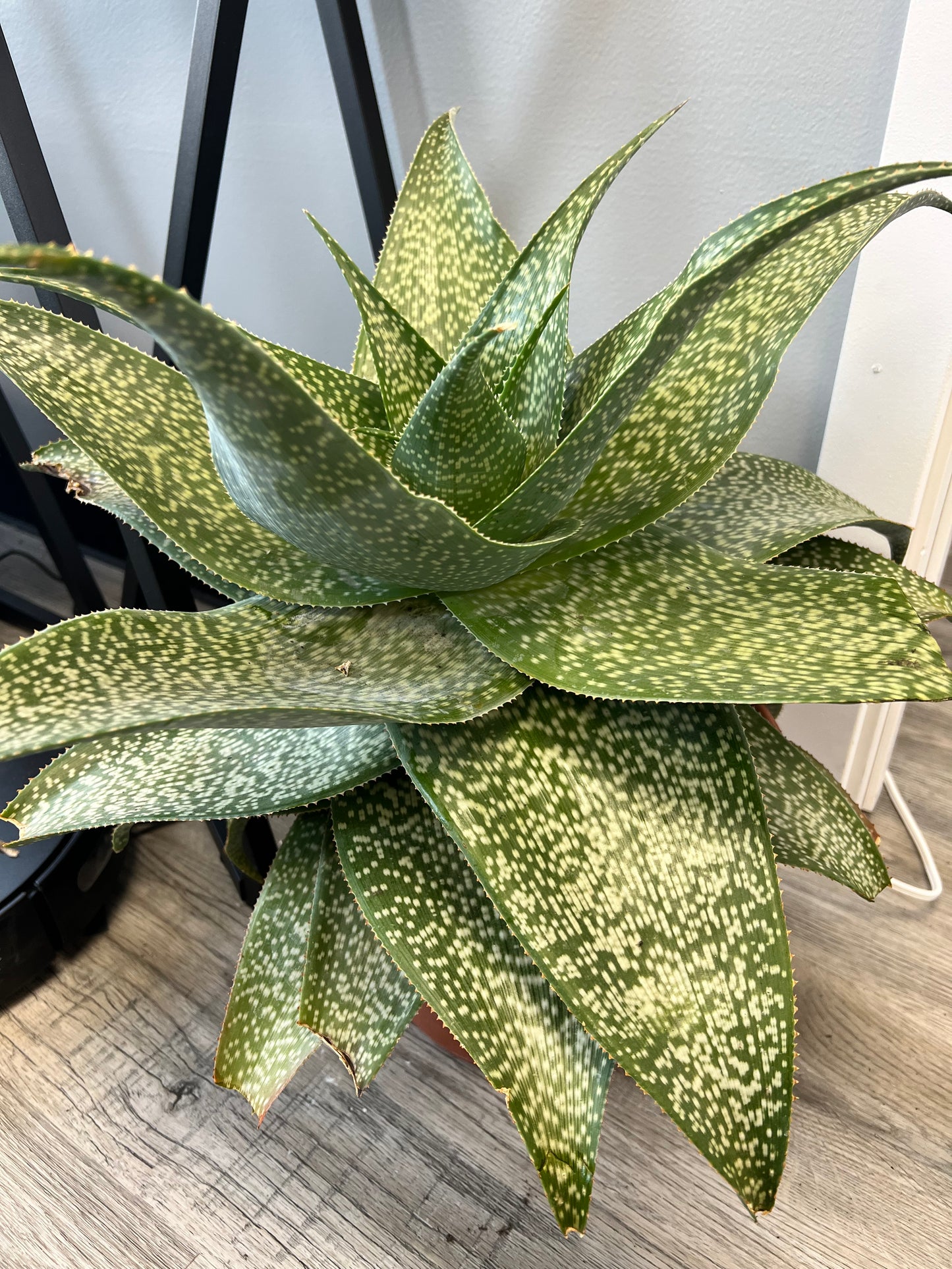 Aloe Deltiodeodort NO SHIPPING