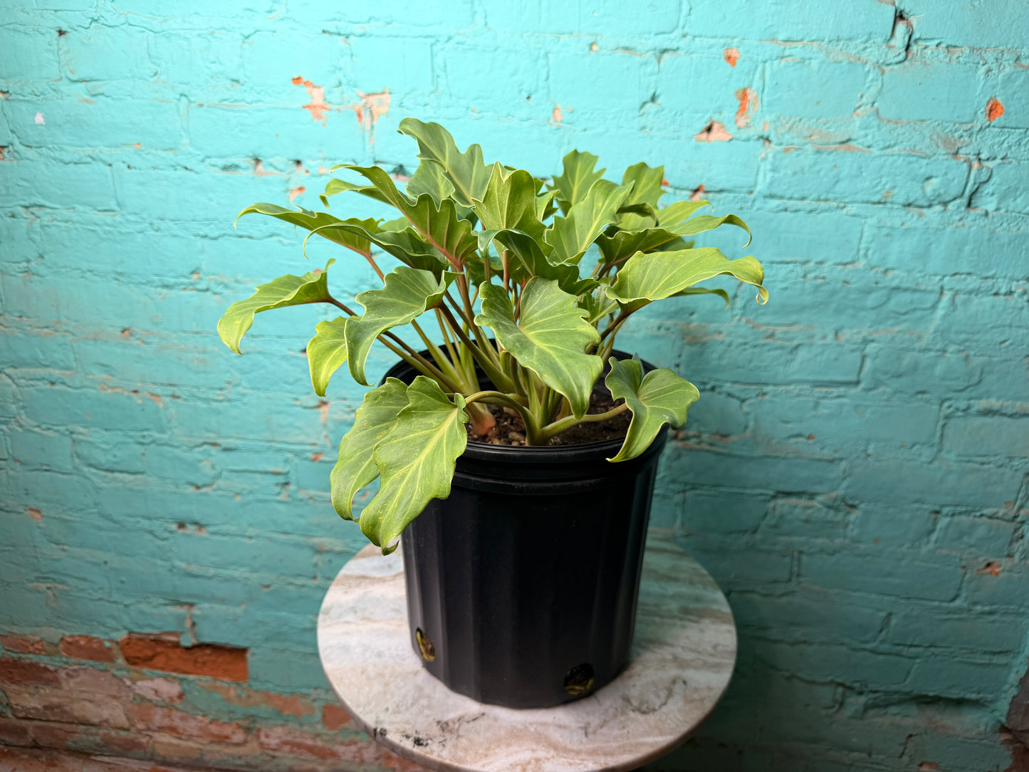 Philodendron Xanadu 10”