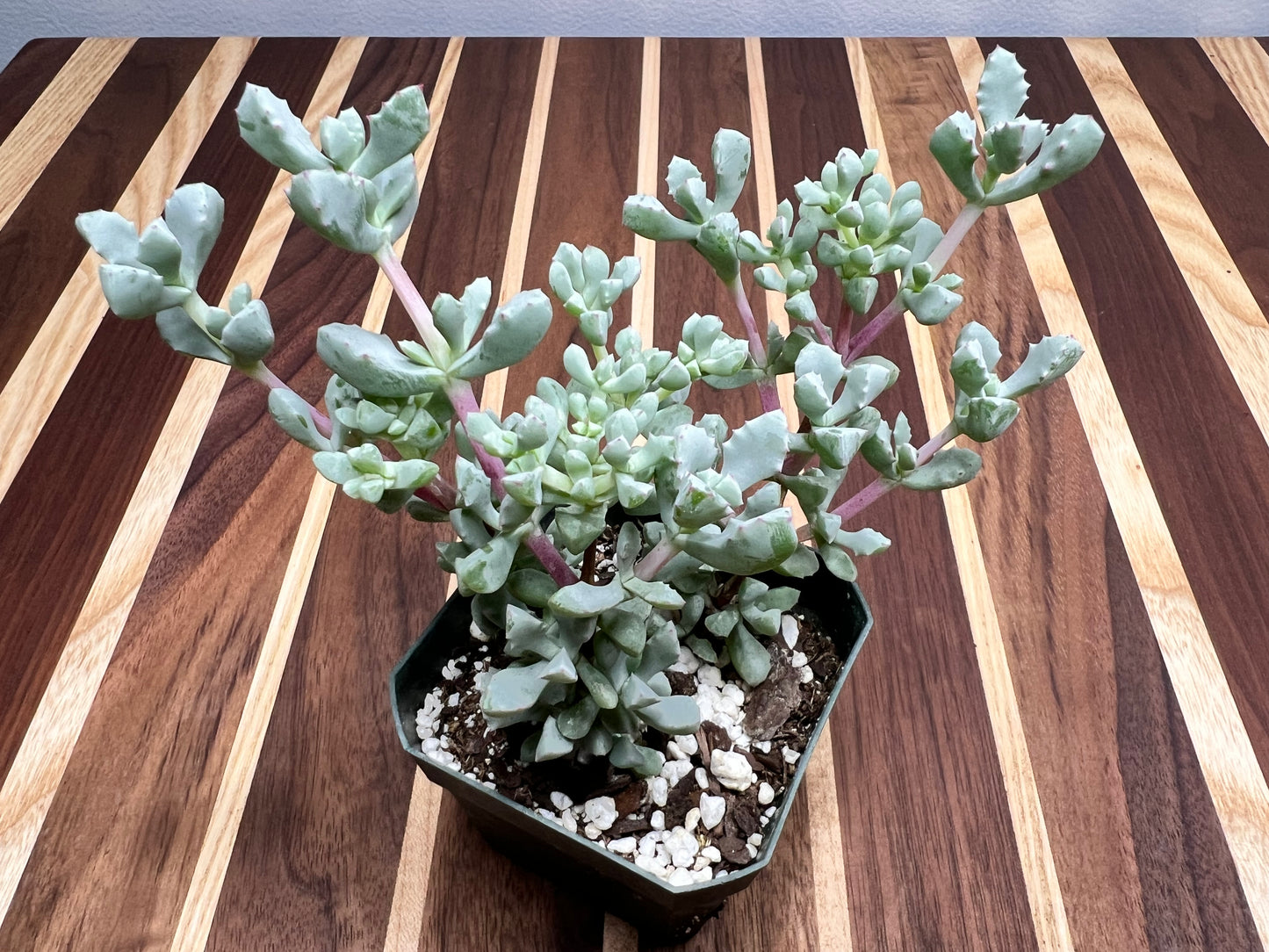 Pink Ice plant