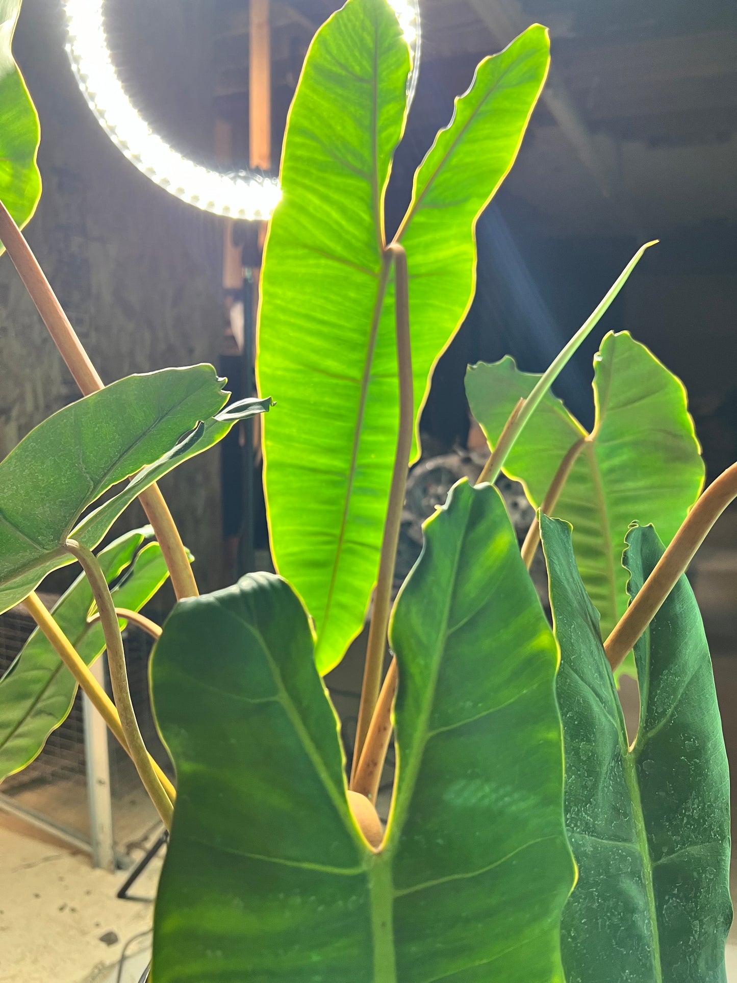 Philodendron Billietiae 10”