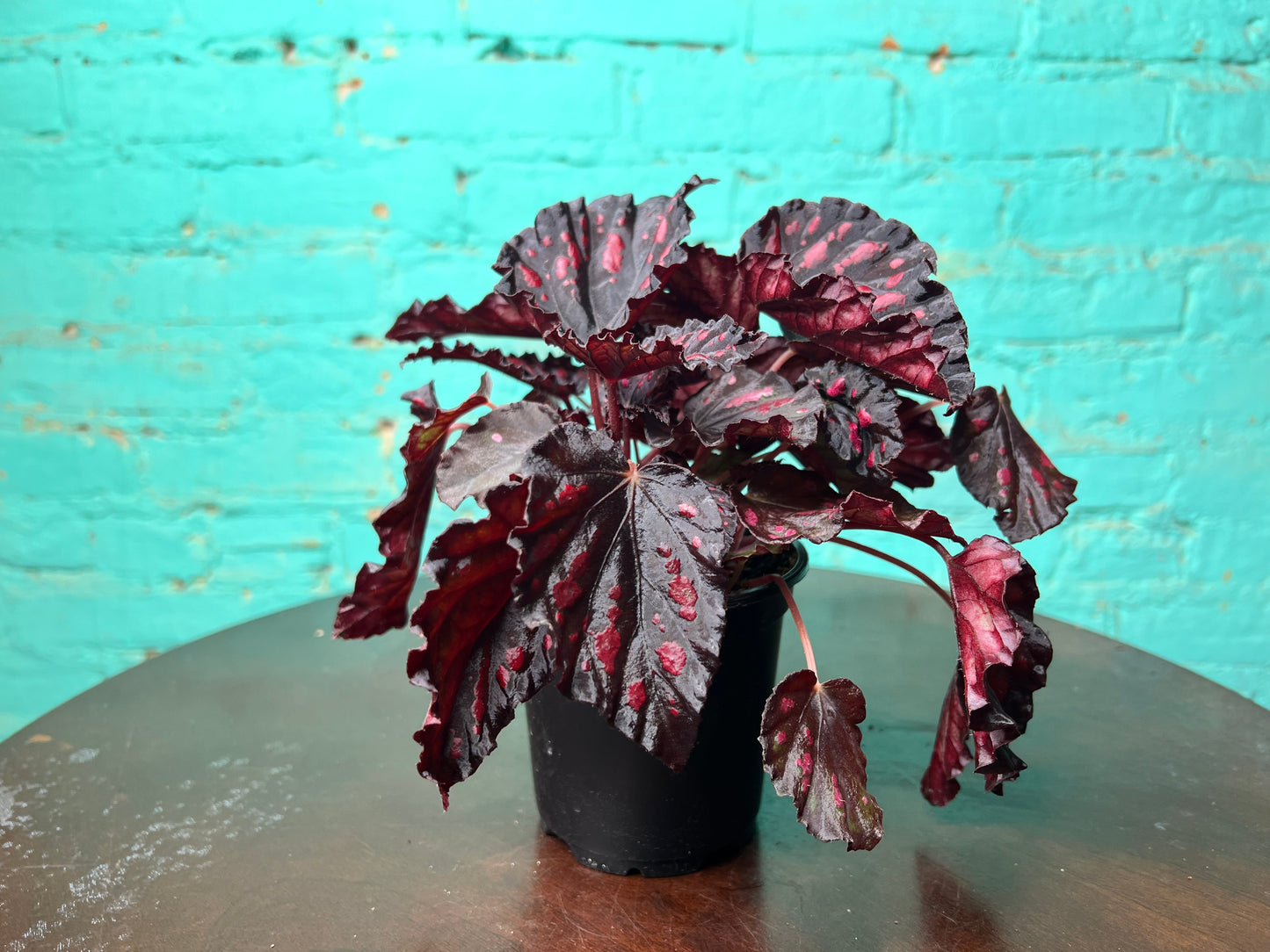 Begonia Etna (Helen)