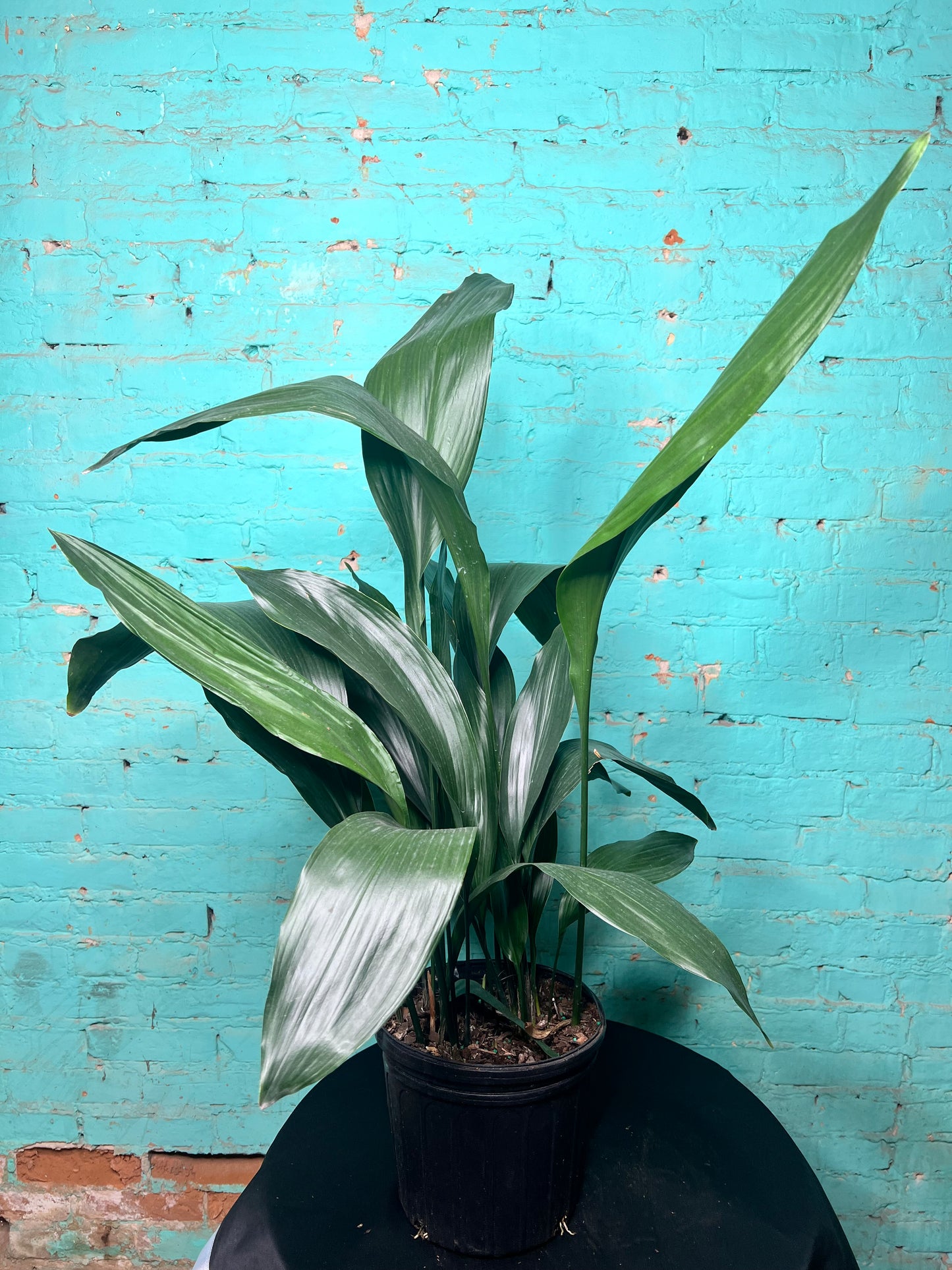 Cast Iron Plant 8”