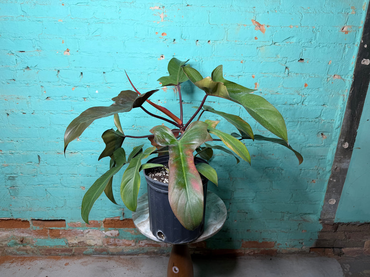 Philodendron Florida Bronze 10”