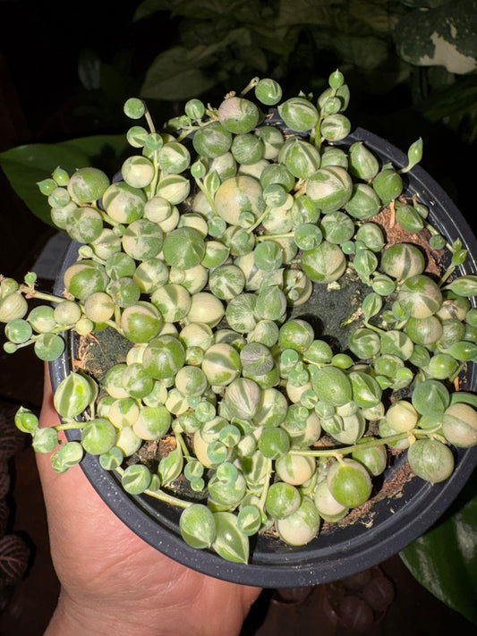 Variegated String of Pearls 4”