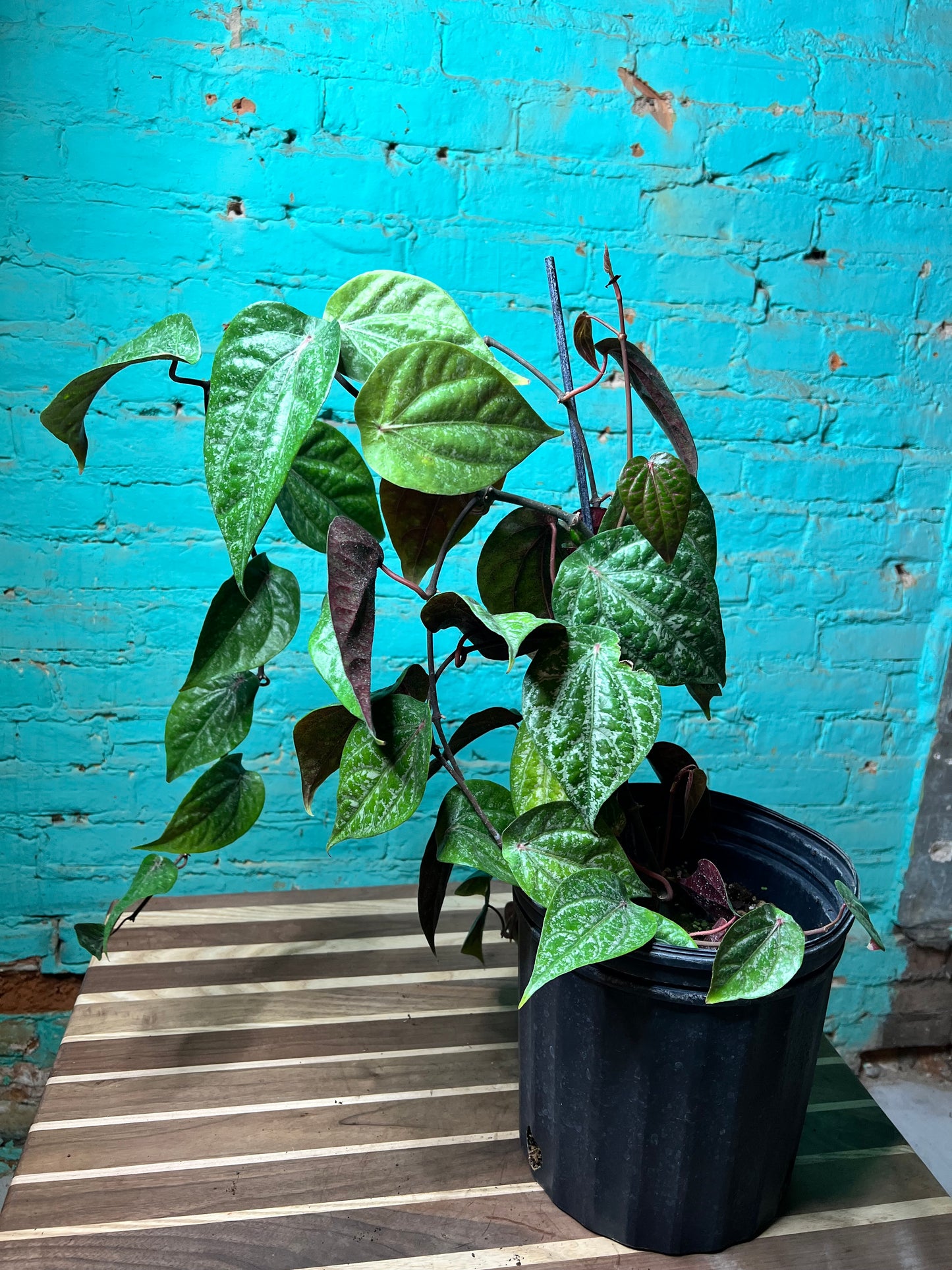 Piper Crocatum 10”