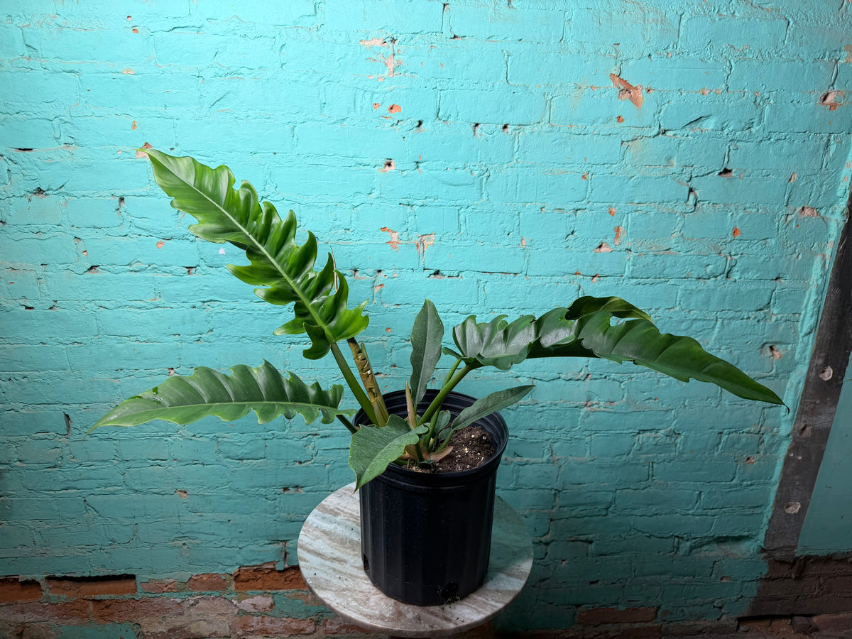 Philodendron Narrow 8”