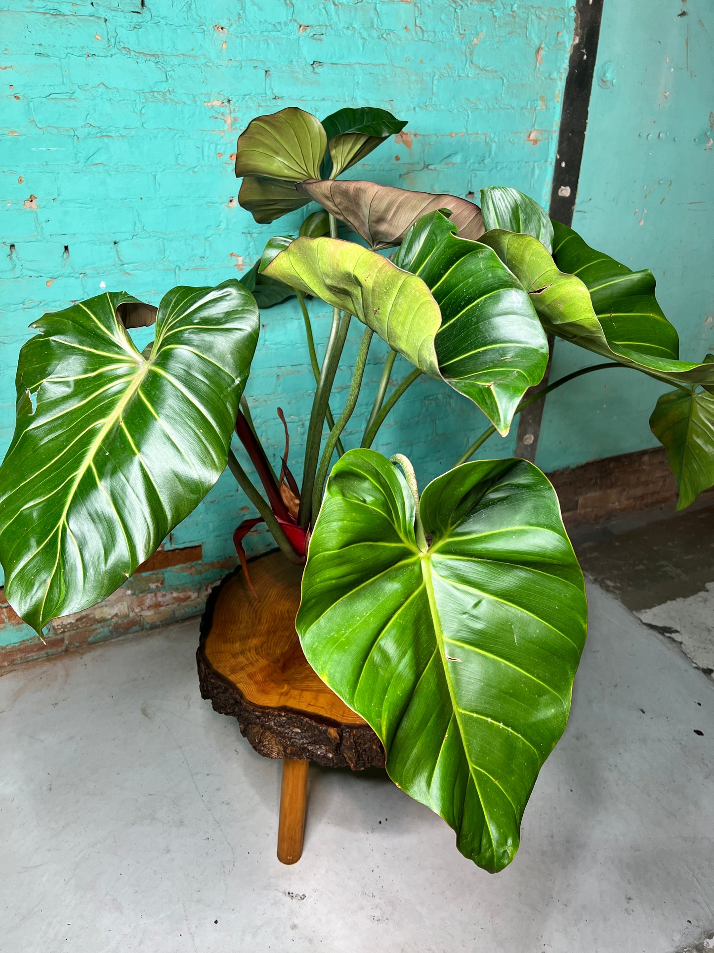 Philodendron Summer Glory 10”