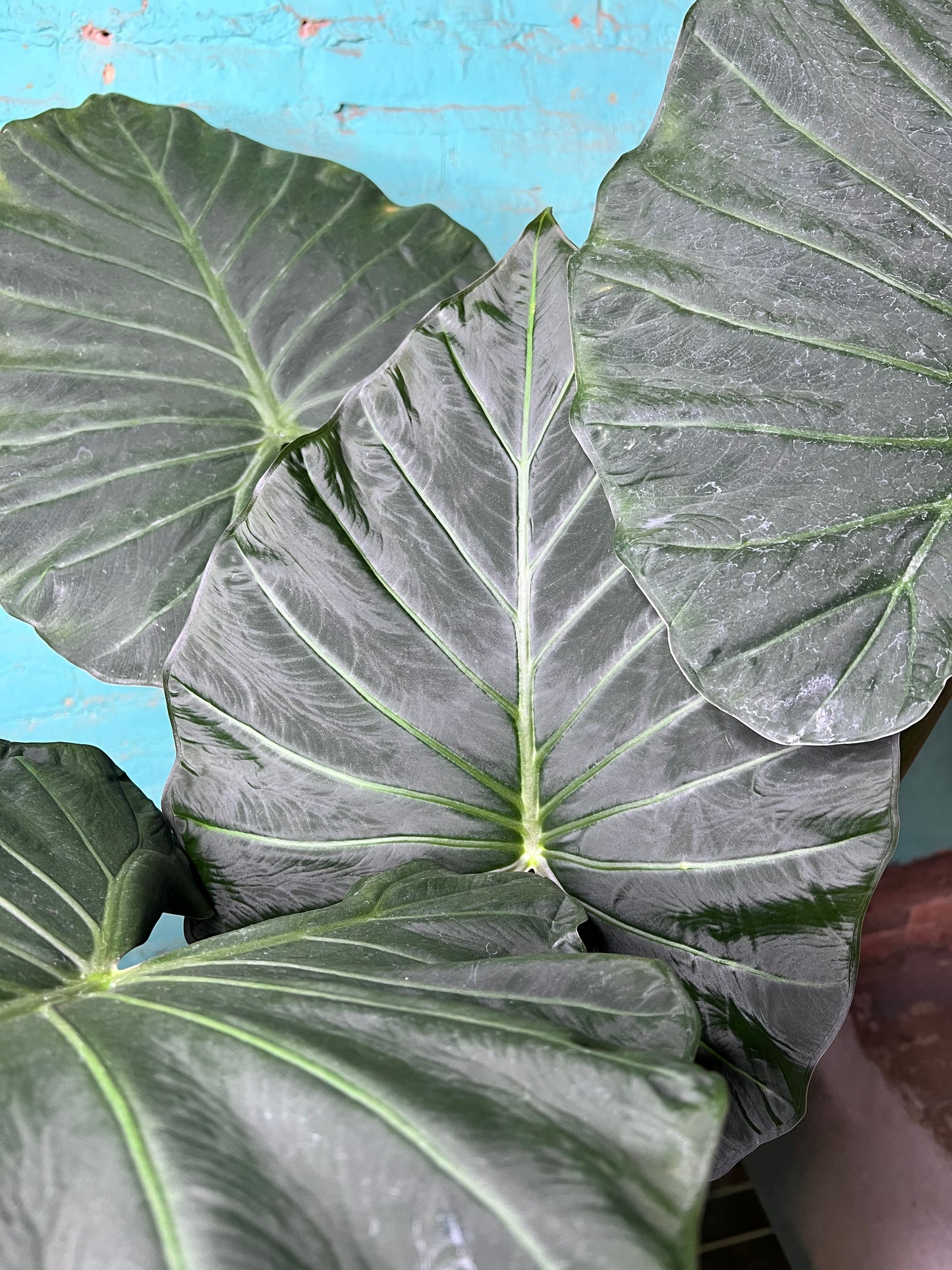 Alocasia Regal Shield 10”
