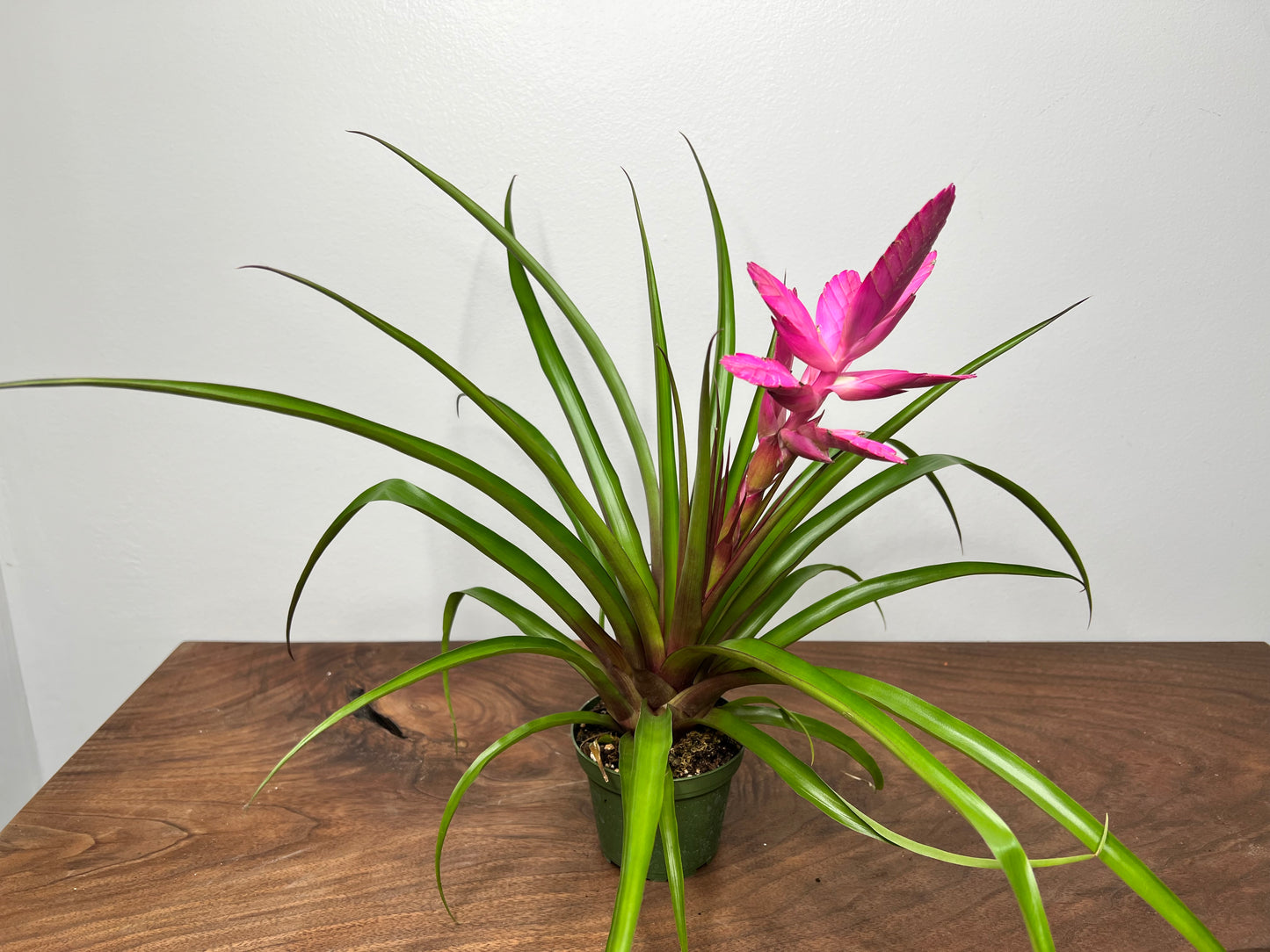 Bromeliad 4”