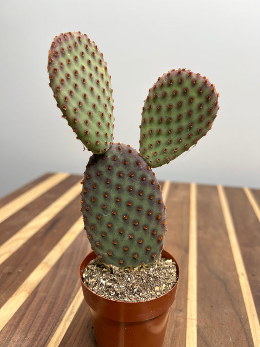 Opuntia Microdasys (Prickly Pear) Indigo 3”