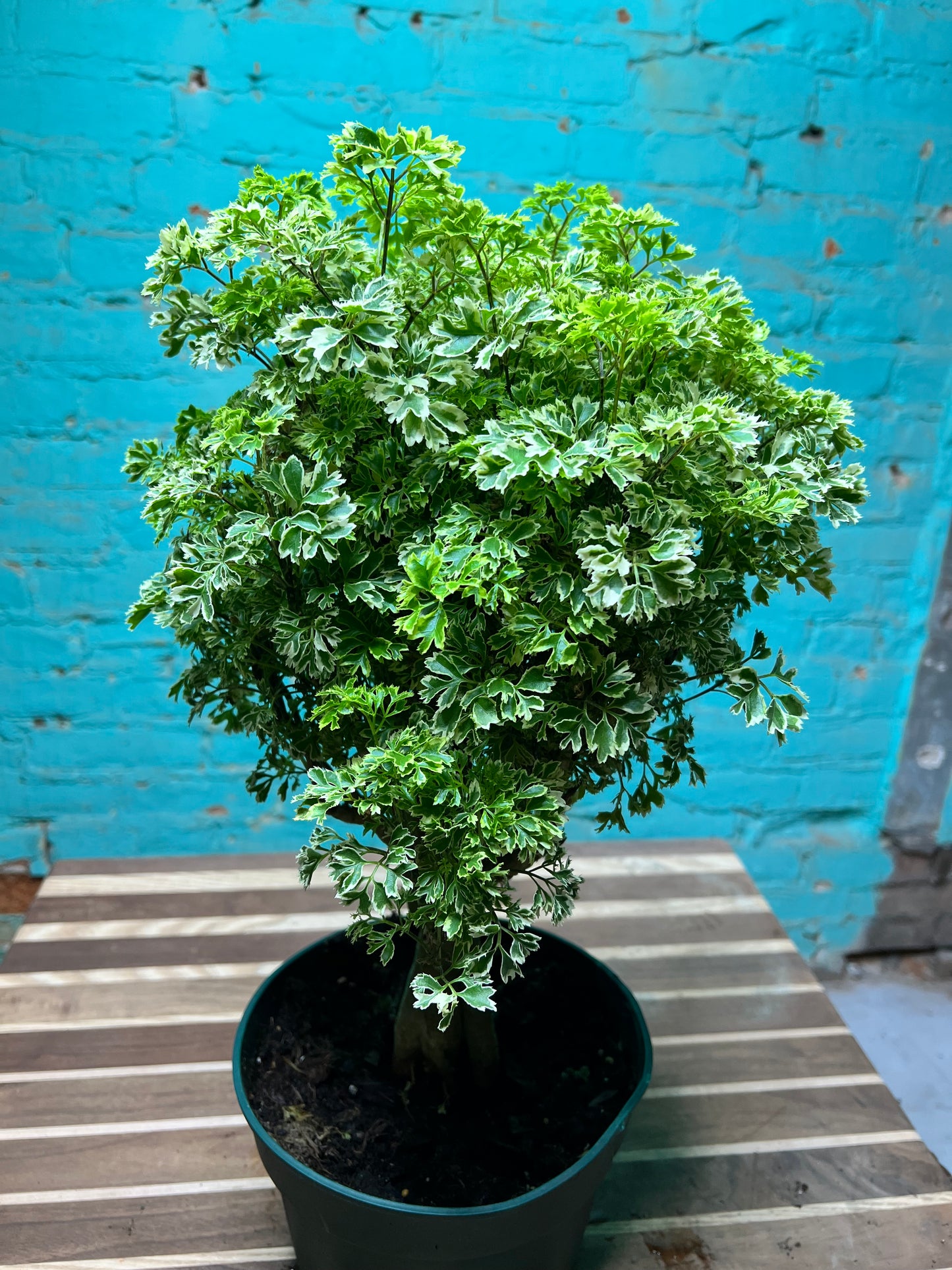 Ming Aralia Variegated 8”