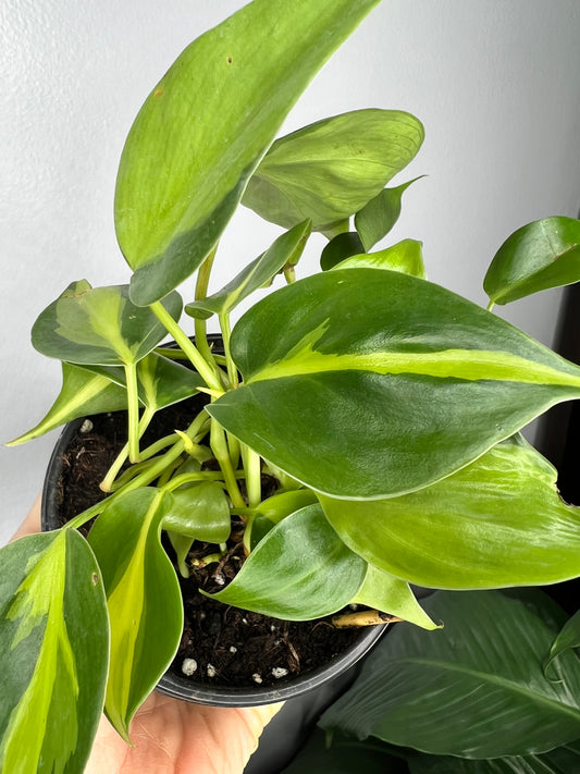 Philodendron Brasil