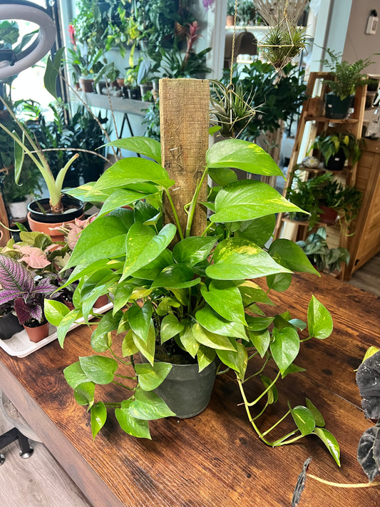 Pothos Golden on Totem 6”